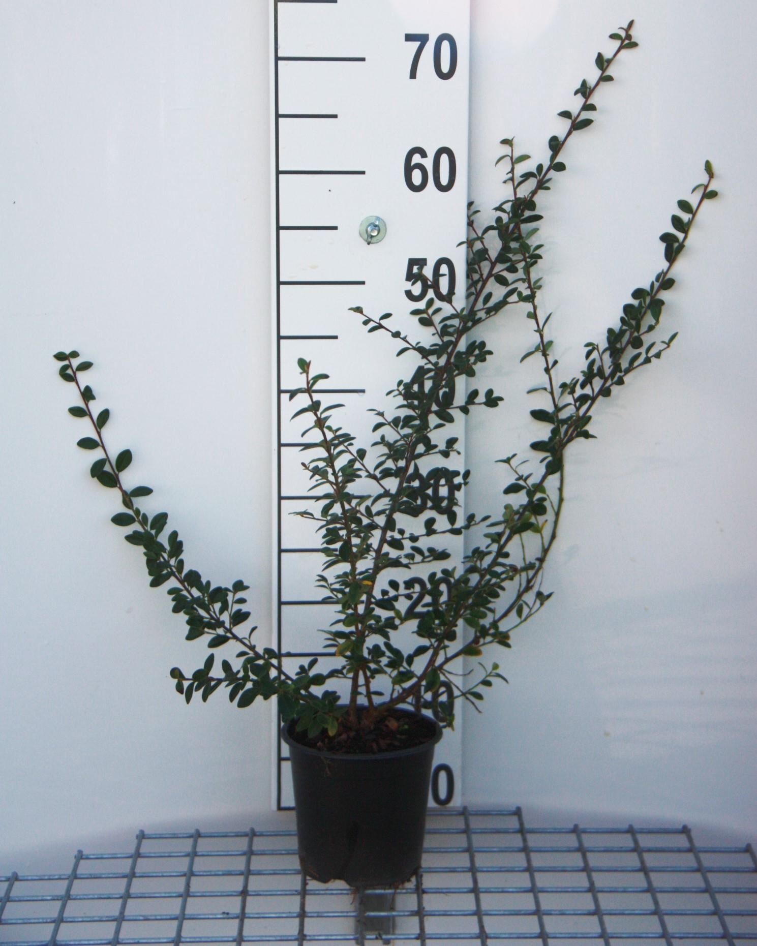 Cotoneaster x suecicus'Coral Beauty'- pot 1,3L - 30-40 cm afbeelding