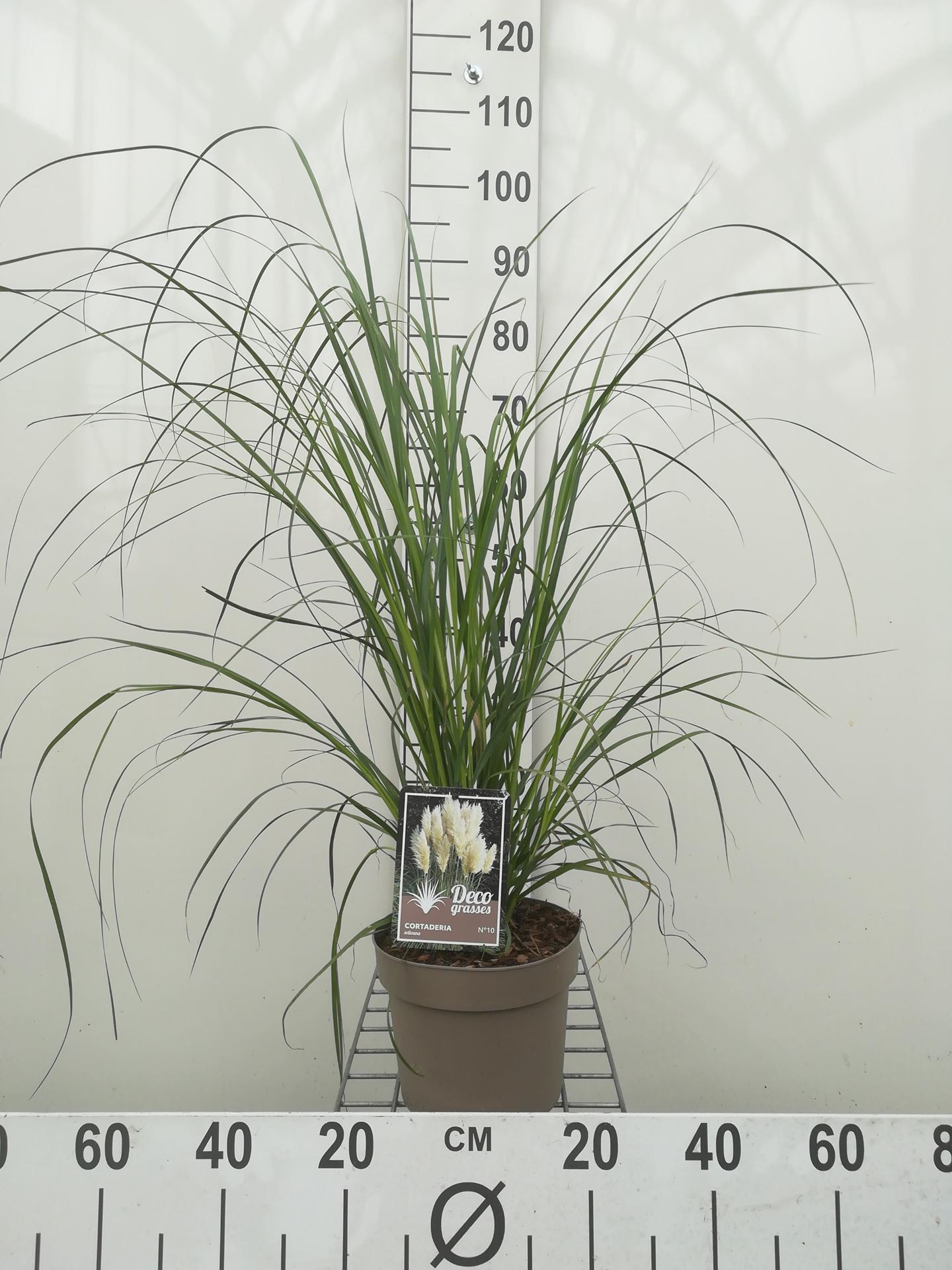 Cortaderia selloana - pot 3L - Pampagras / Pampasgras afbeelding
