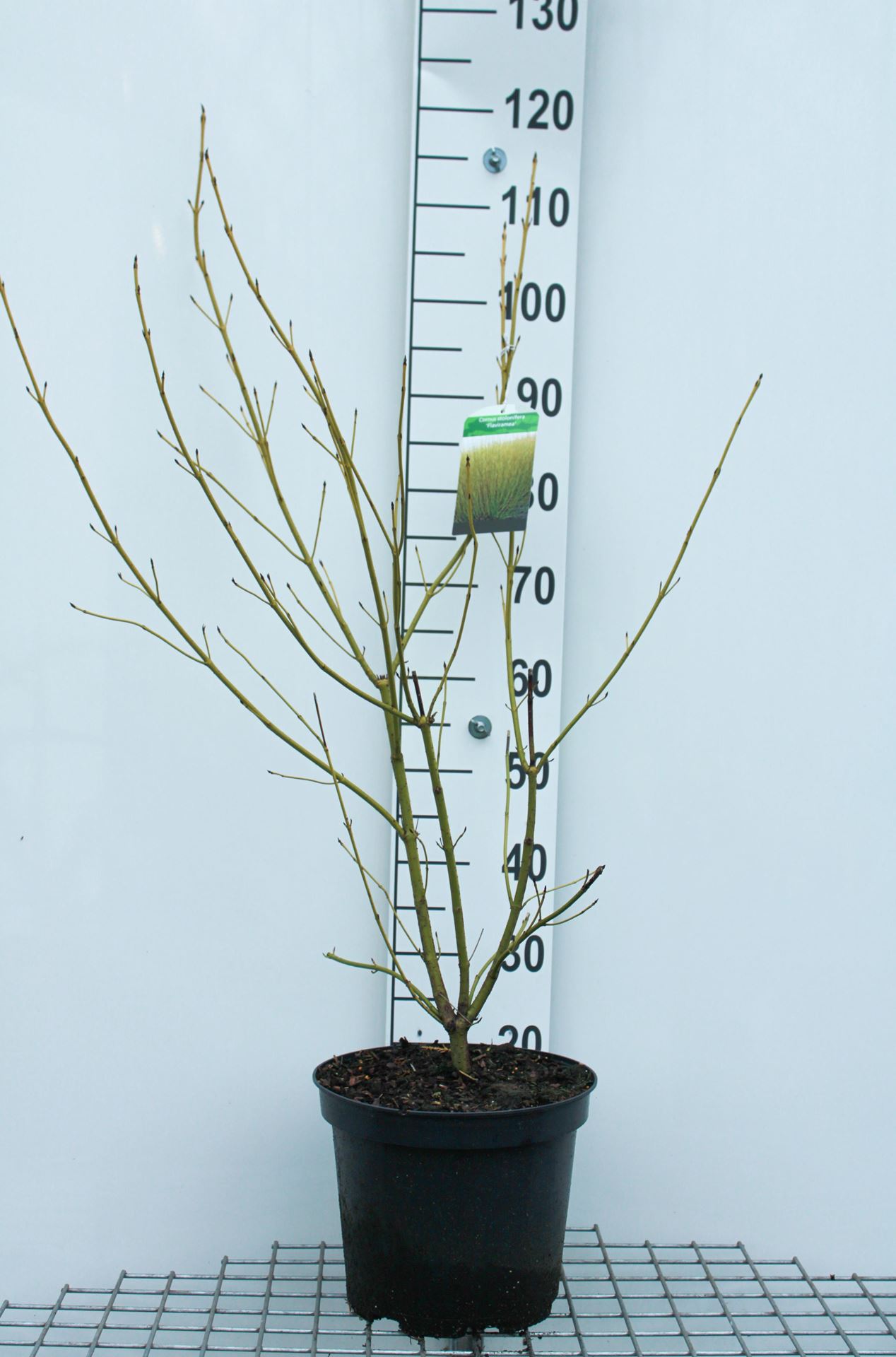 Cornus sericea'Flaviramea'- pot 10L - 80-100 cm afbeelding
