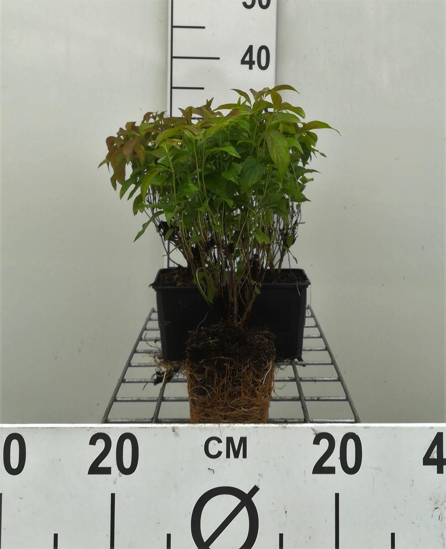 Cornus sericea'Kelseyi'- pot 9x9 cm afbeelding