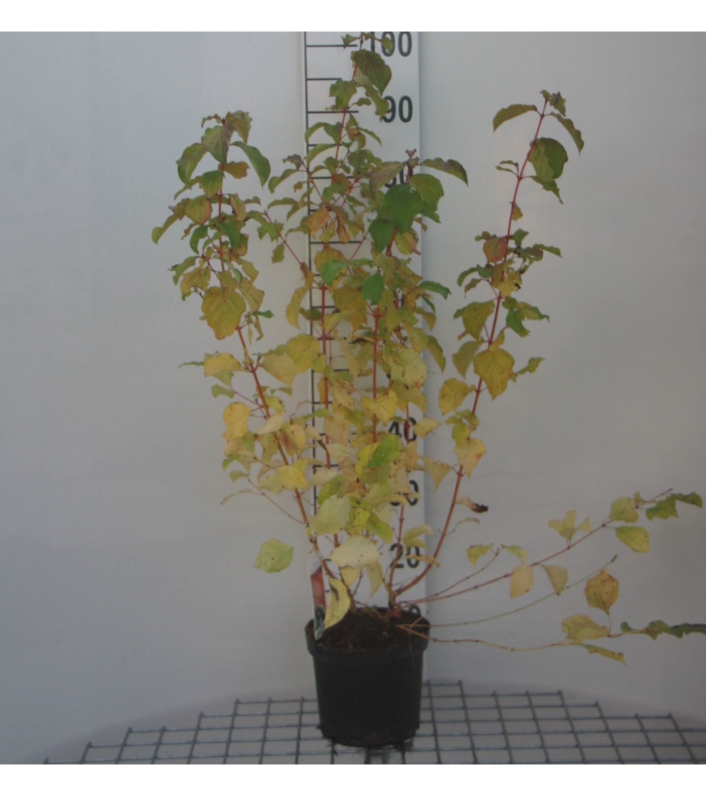 Cornus sanguinea'Midwinter Fire'- pot - 40-50 cm afbeelding