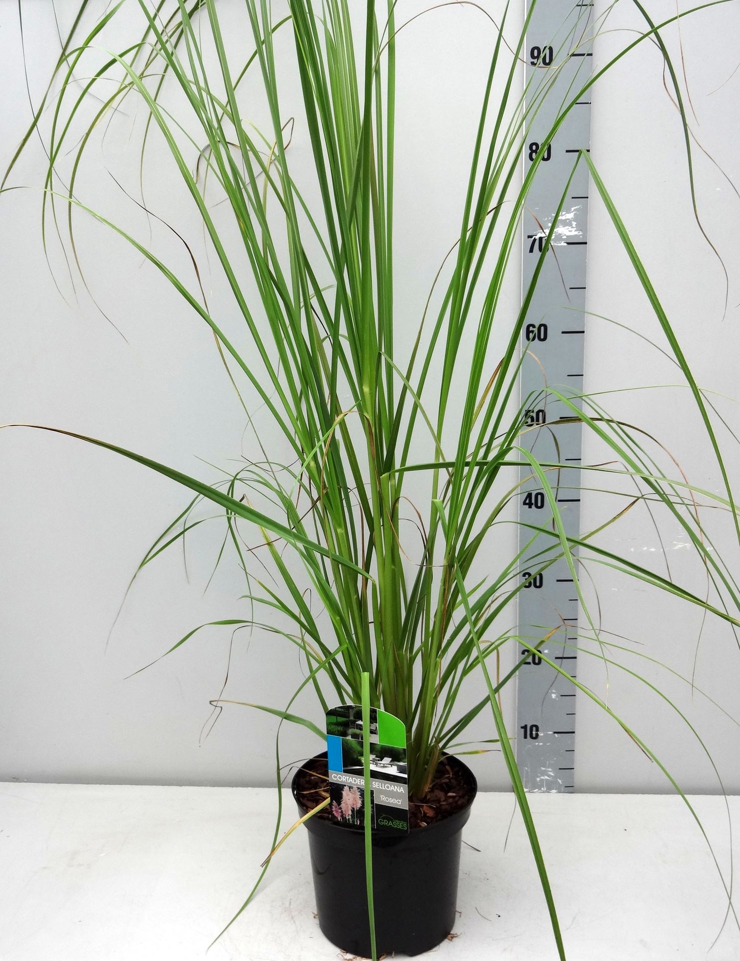 Cortaderia selloana'Rosea'- pot 3L - Pampasgras afbeelding