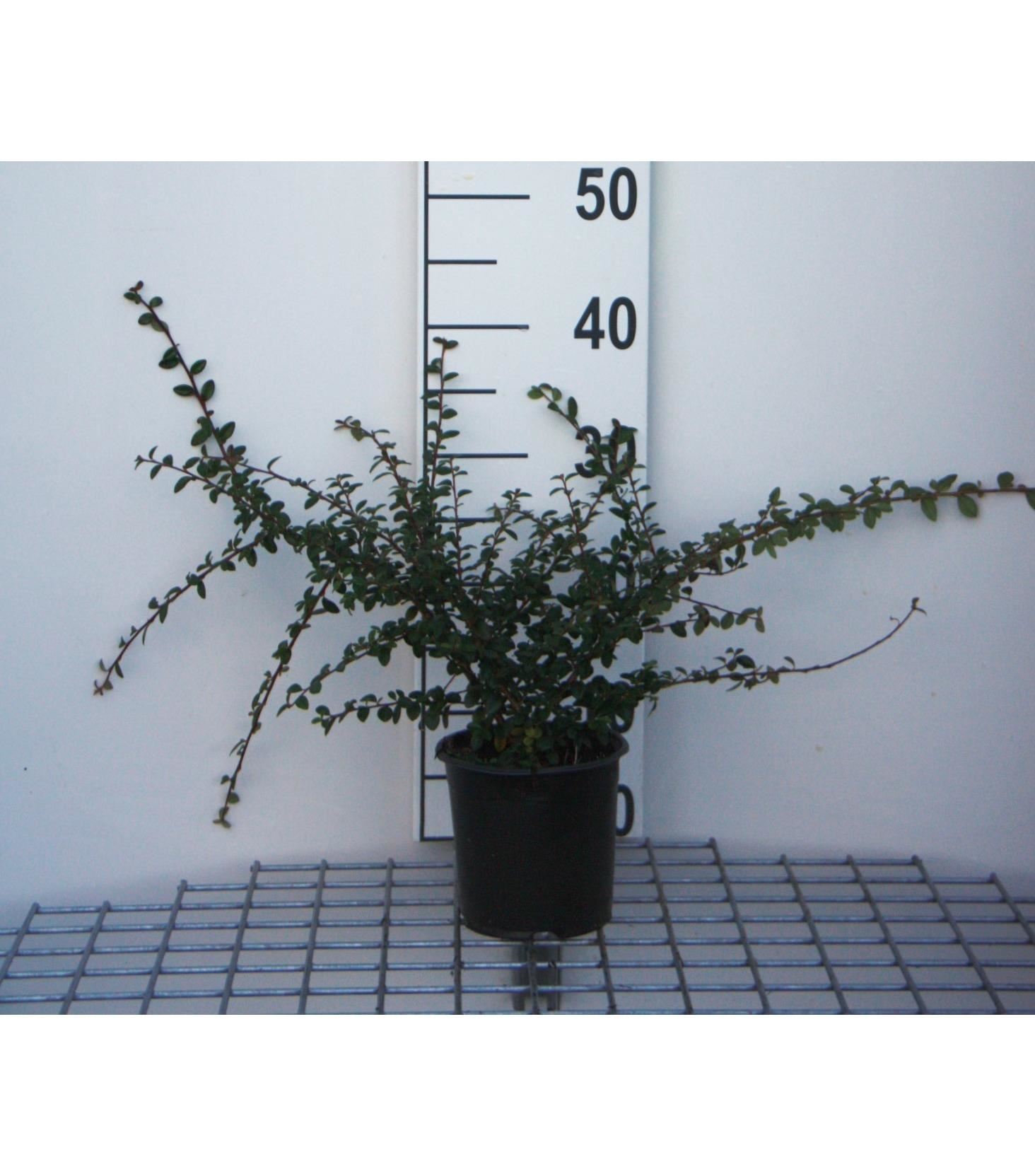 Cotoneaster x suecicus'Skogholm'- pot 1,3L - 30-40 cm afbeelding