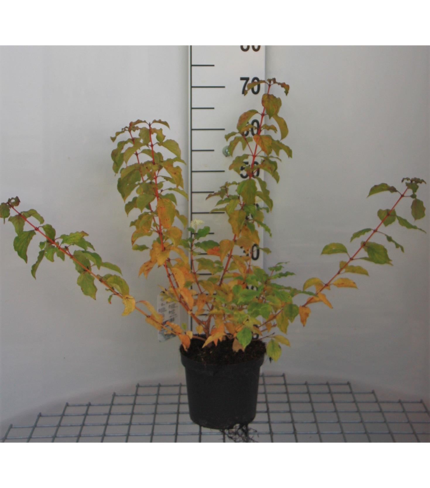 Cornus sanguinea'Winter Beauty'- pot - 40-60 cm afbeelding