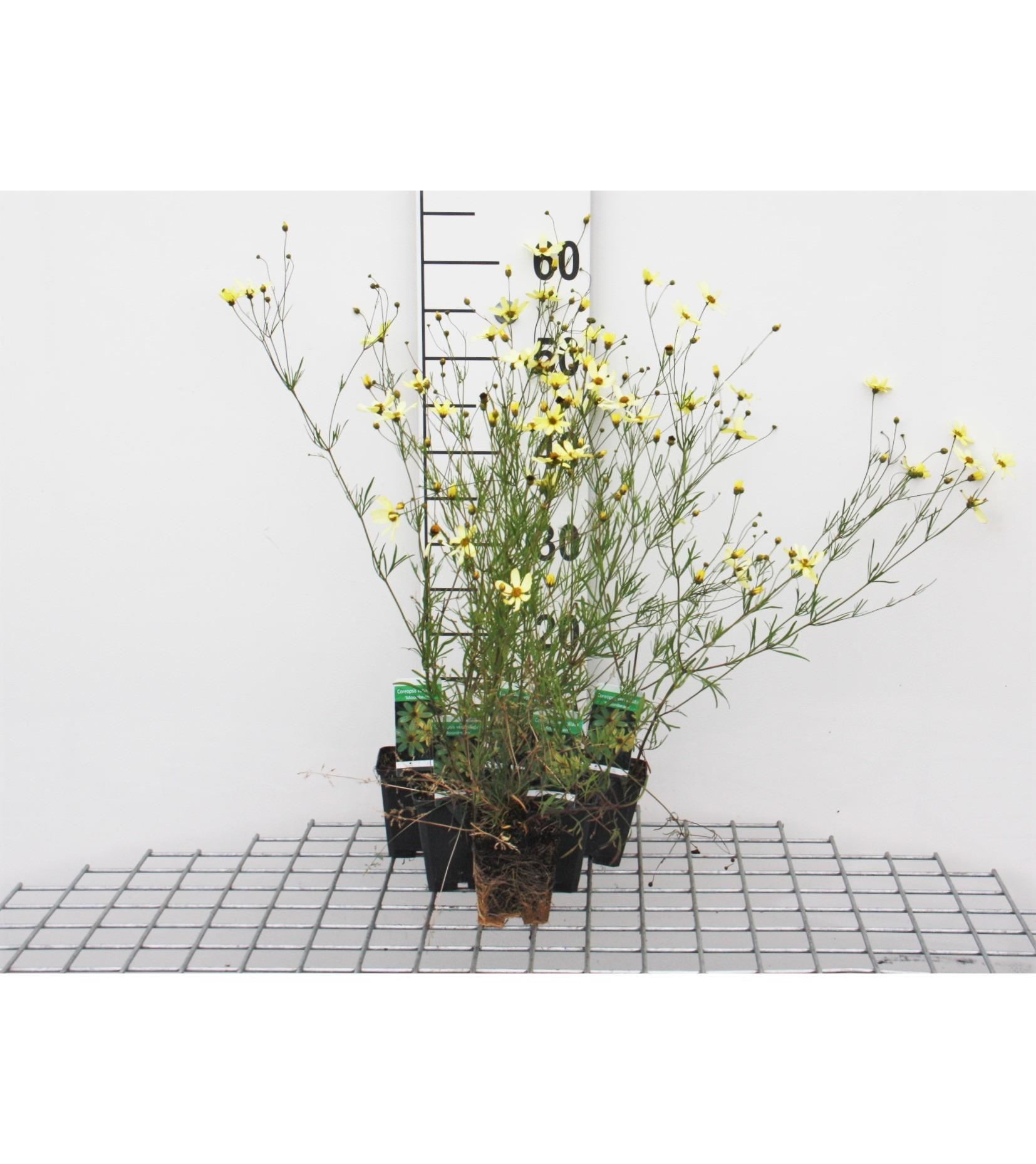 Coreopsis verticillata'Moonbeam'- pot 9x9 cm - Meisjesogen afbeelding