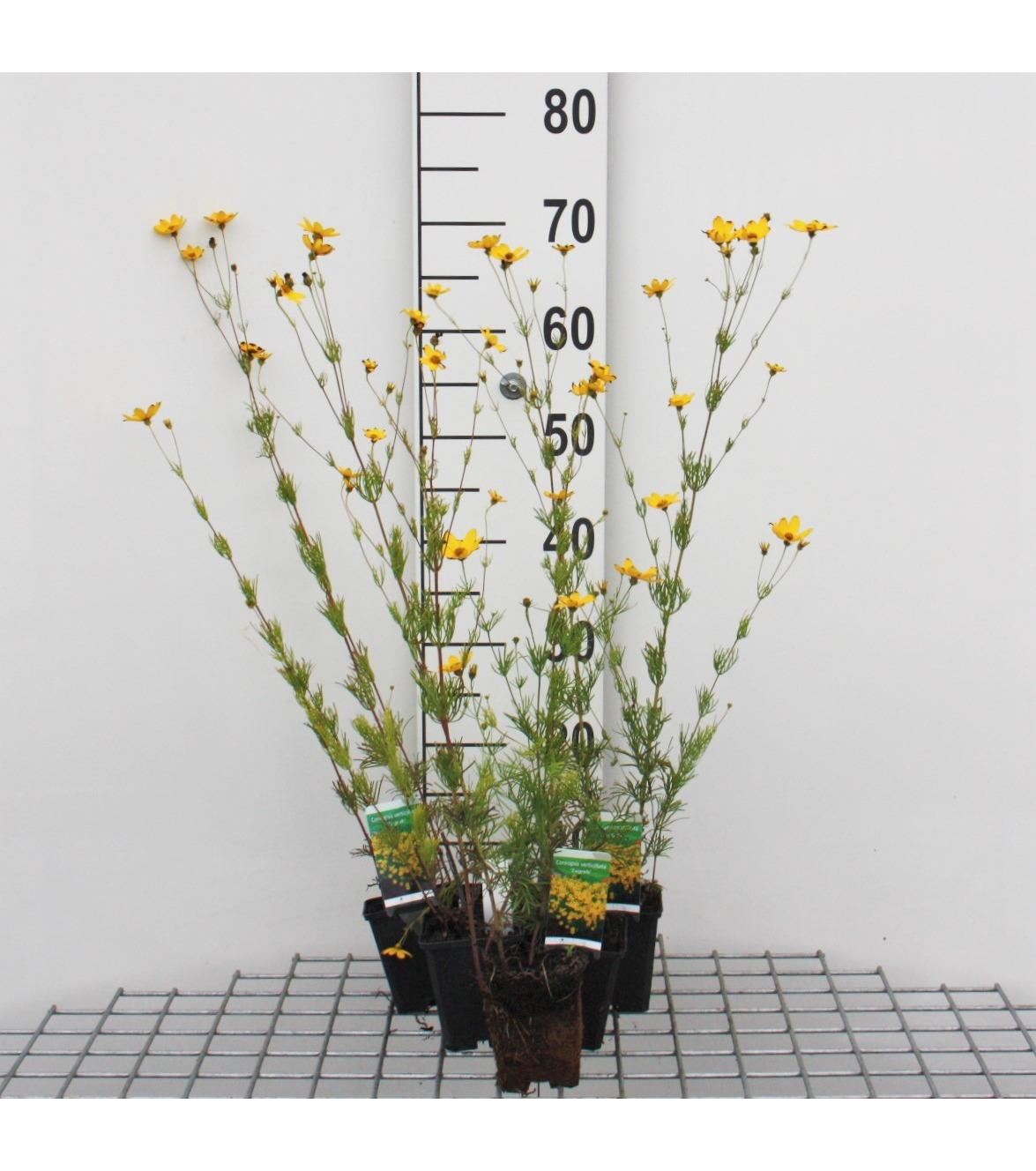 Coreopsis verticillata'Zagreb'- pot 9x9 cm afbeelding