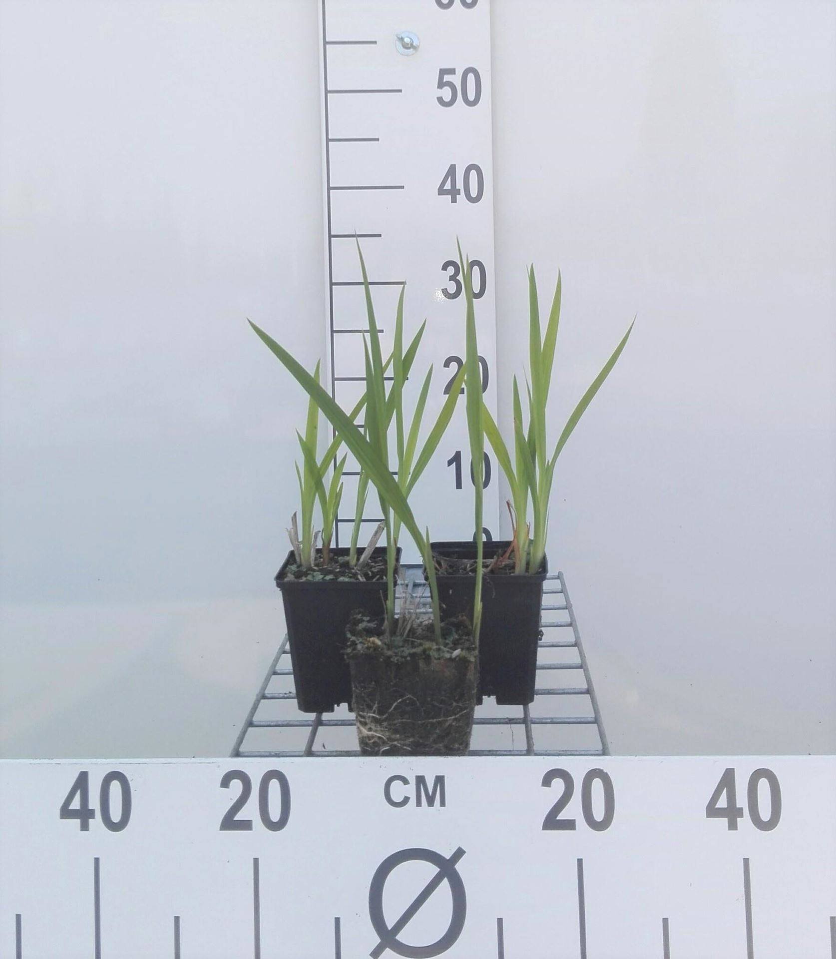 Crocosmia'George Davidson'- pot 9x9 cm afbeelding