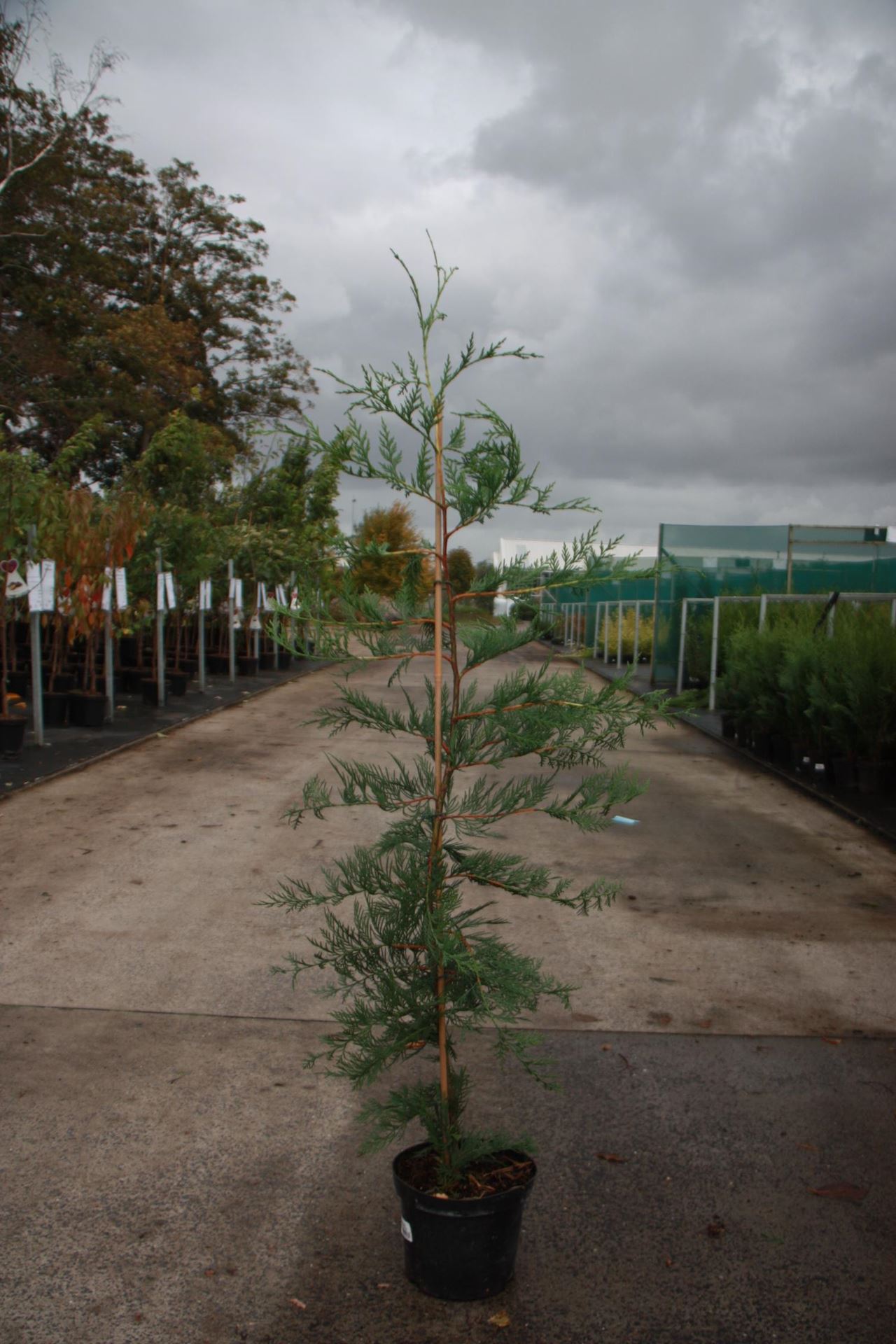 x Cupressocyparis leylandii - pot - 100-125 cm - leylandcipres afbeelding