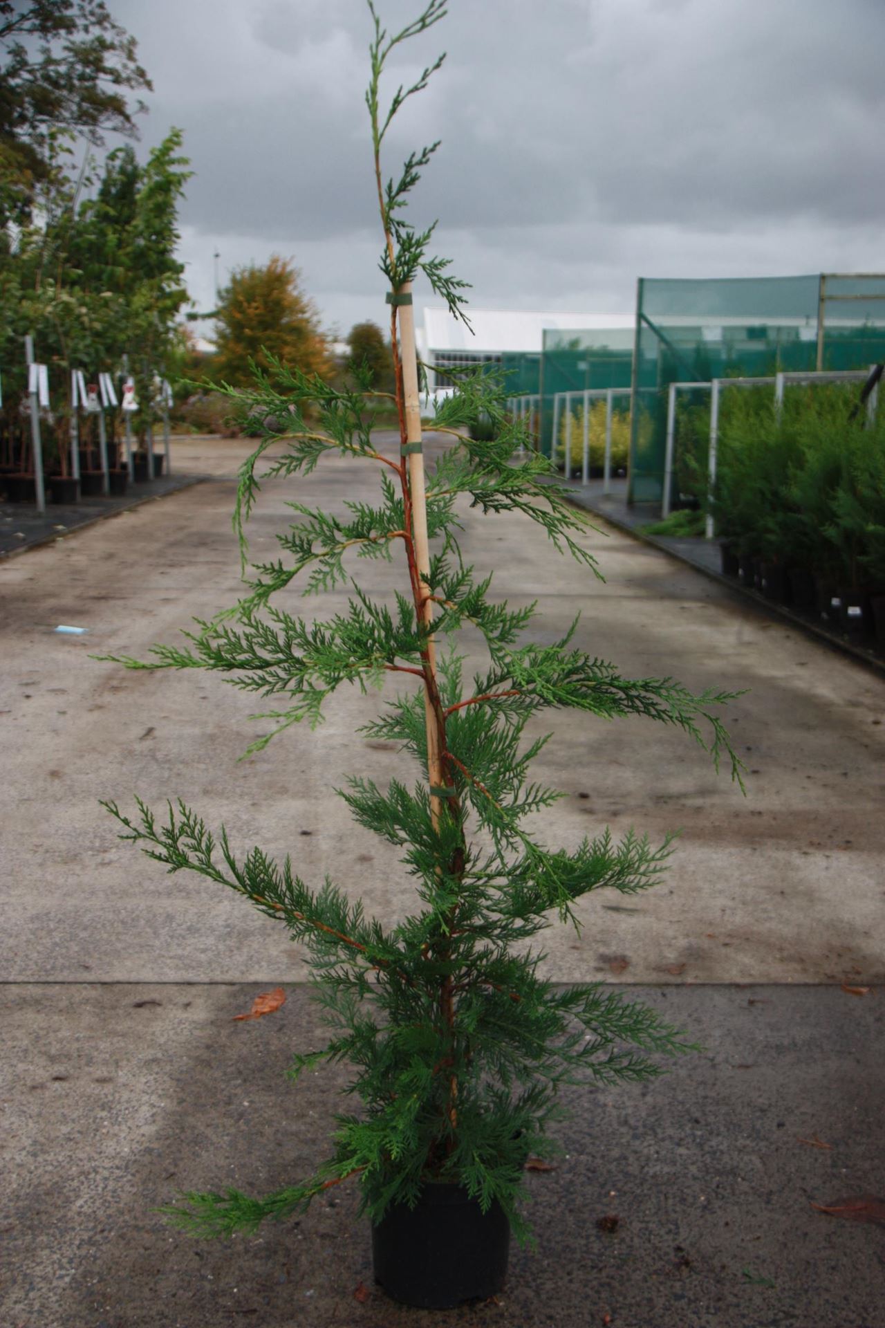 x Cupressocyparis leylandii - pot - 80-100 cm - leylandcipres afbeelding