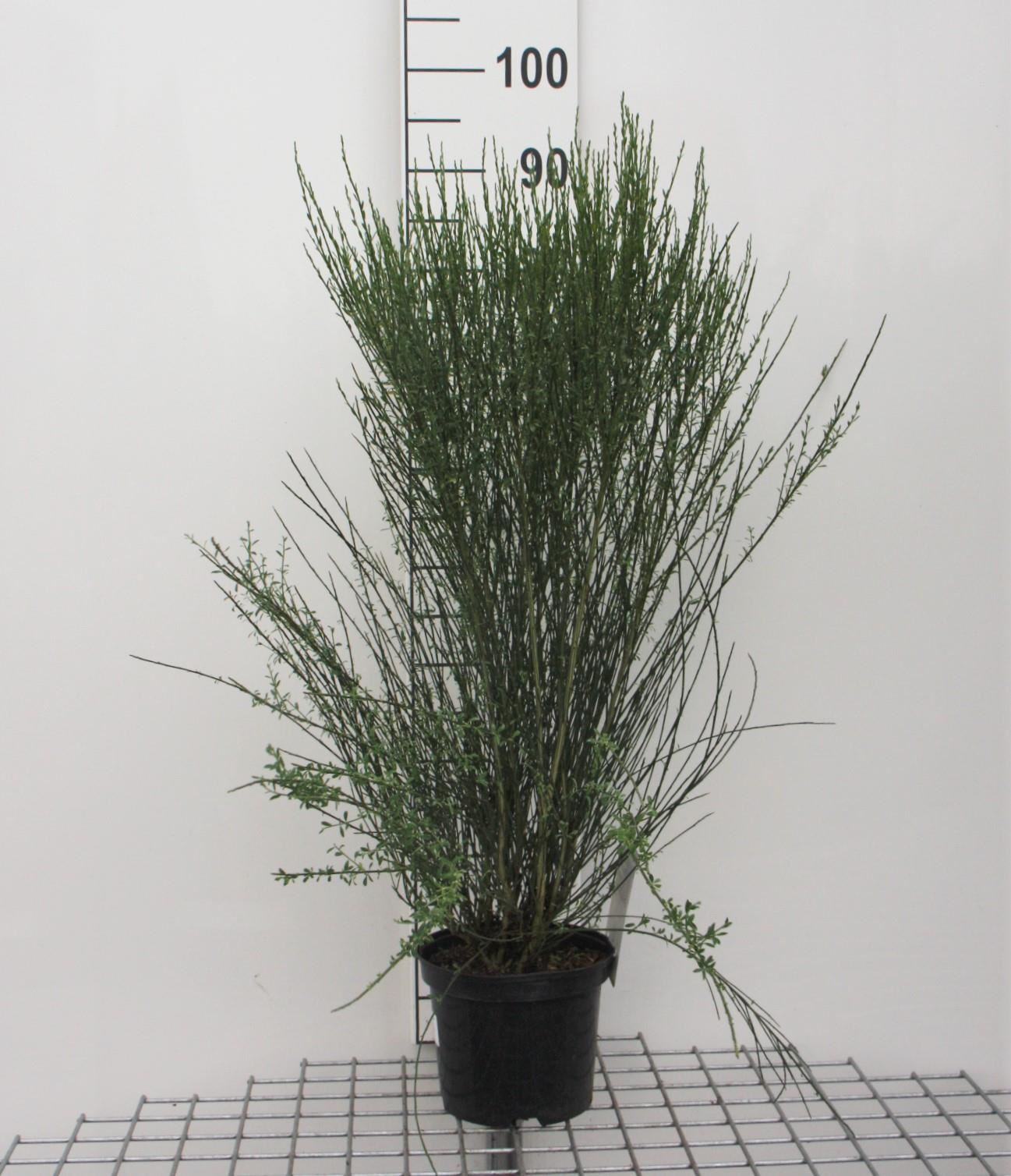 Cytisus 'Apricot Gem' - pot - 40-60 cm