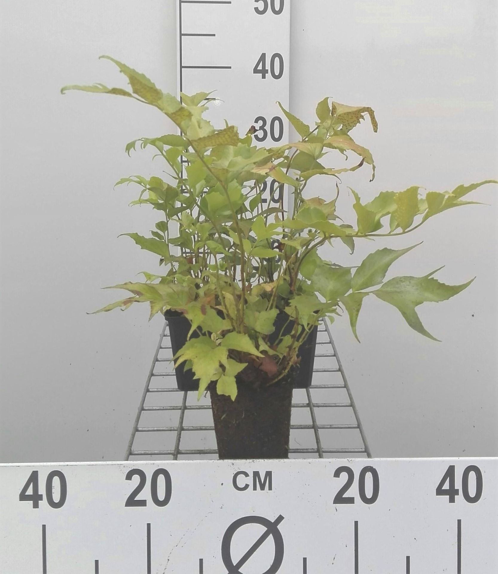 Cyrtomium falcatum - pot 9x9 cm afbeelding