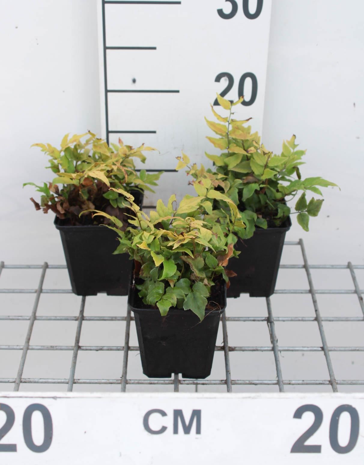 Cyrtomium fortunei - pot 9x9 cm afbeelding