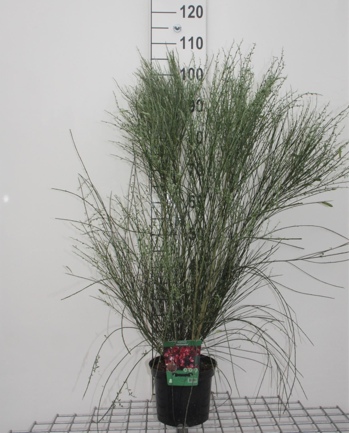 Cytisus 'Hollandia' - pot - 40-60 cm