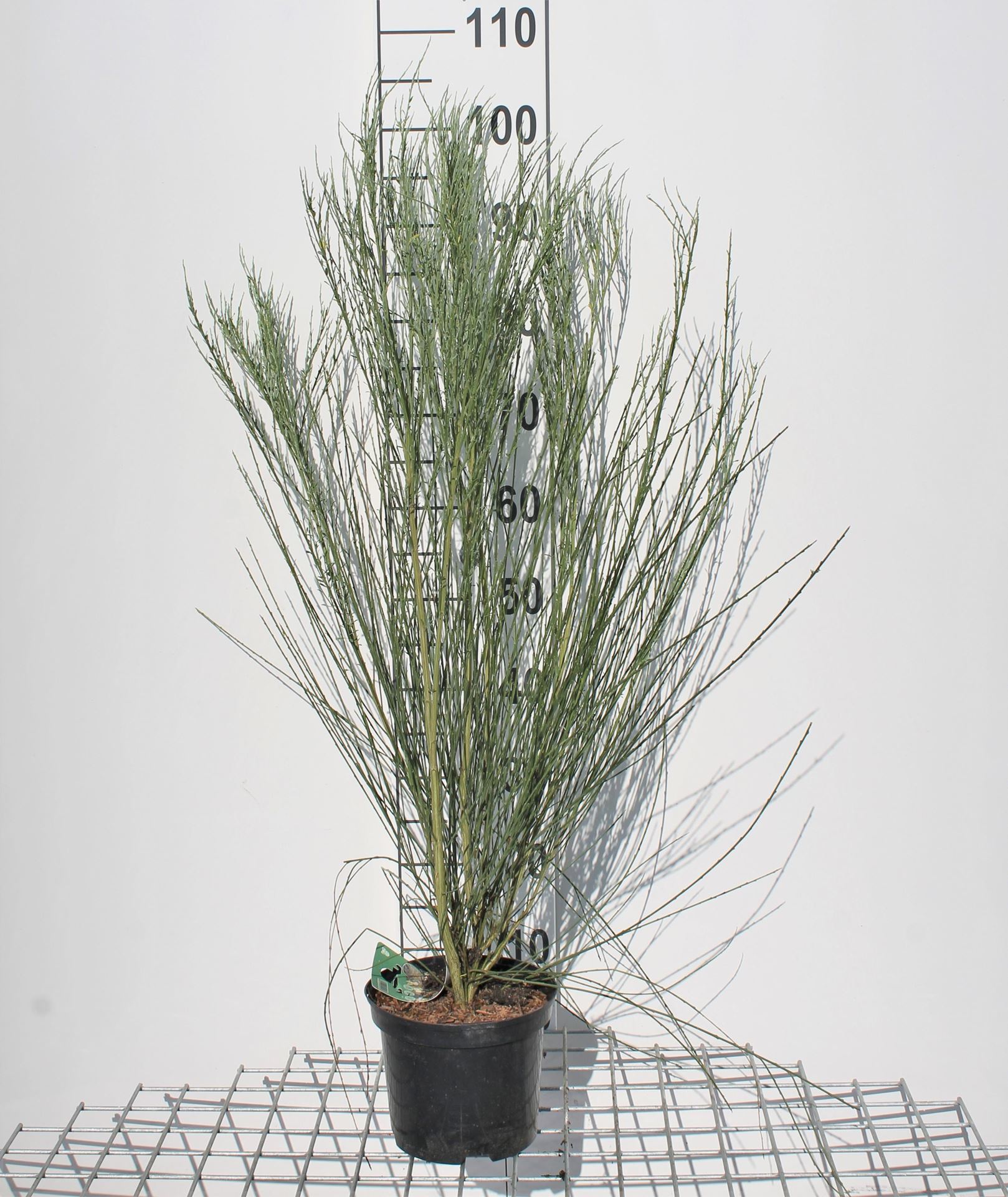 Cytisus x praecox 'Albus' - pot - 40-60 cm