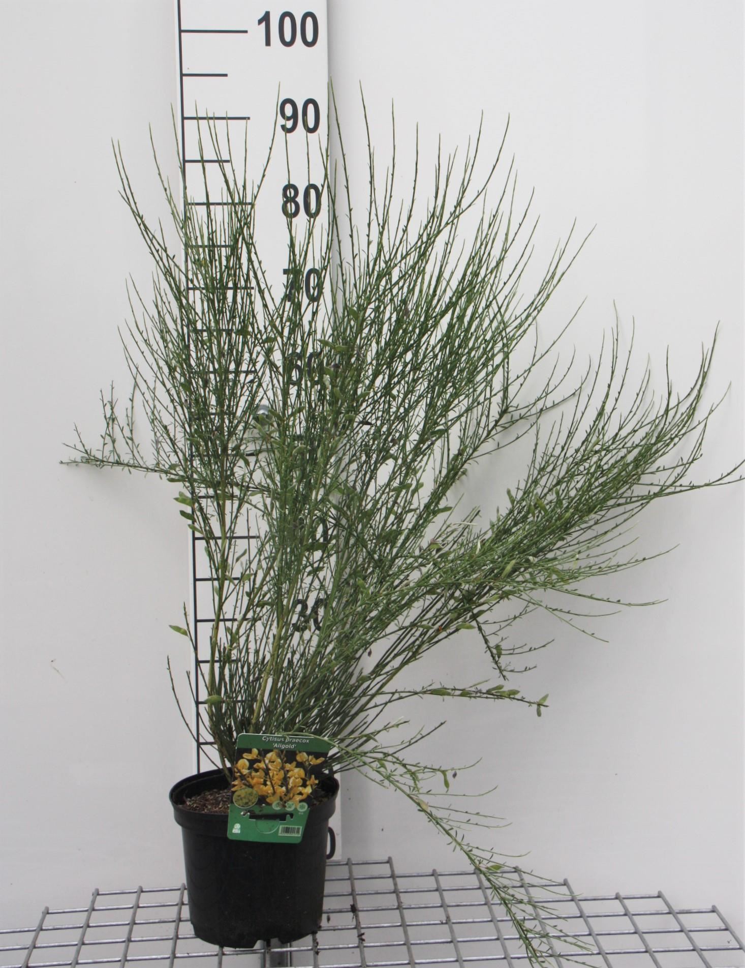 Cytisus x praecox 'Allgold' - pot - 40-60 cm -