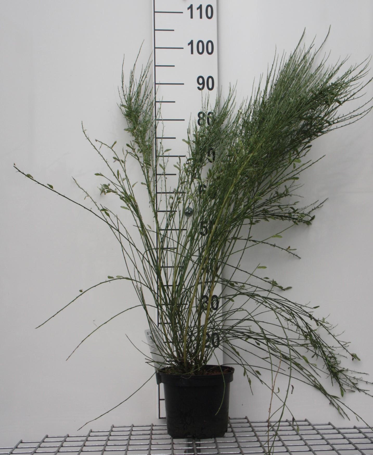 Cytisus x praecox - pot - 40-60 cm afbeelding