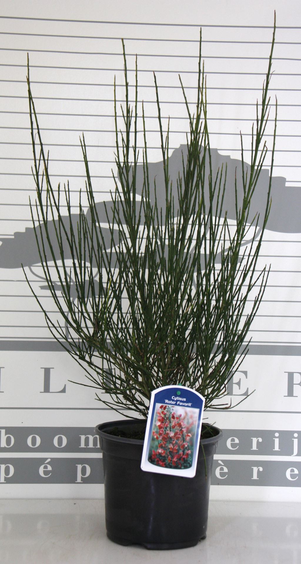 Cytisus'Roter Favorit'- pot - 40-60 cm afbeelding