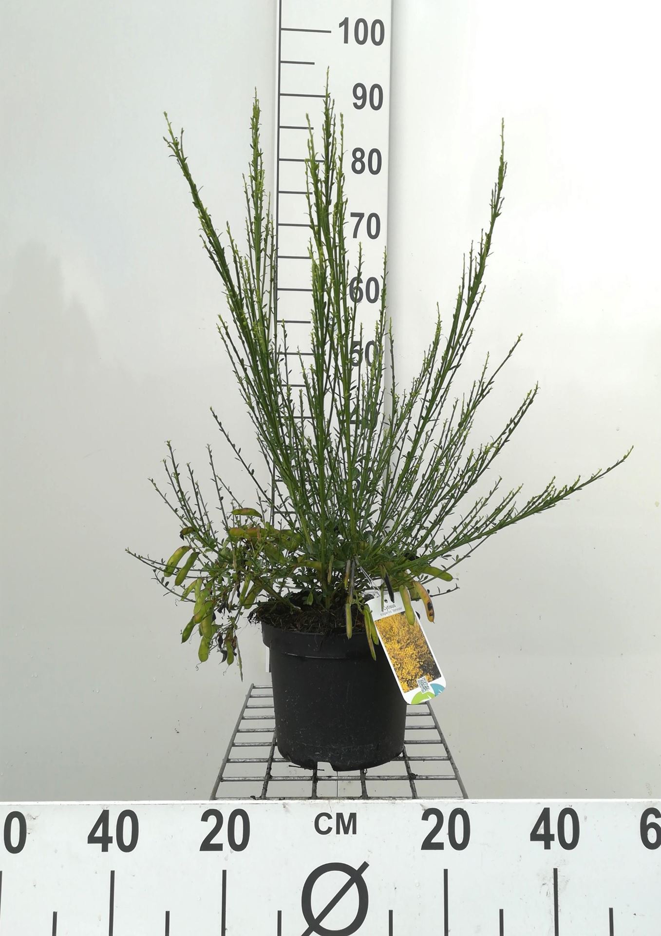 Cytisus scoparius'Vanesse'- pot - 40-60 cm afbeelding