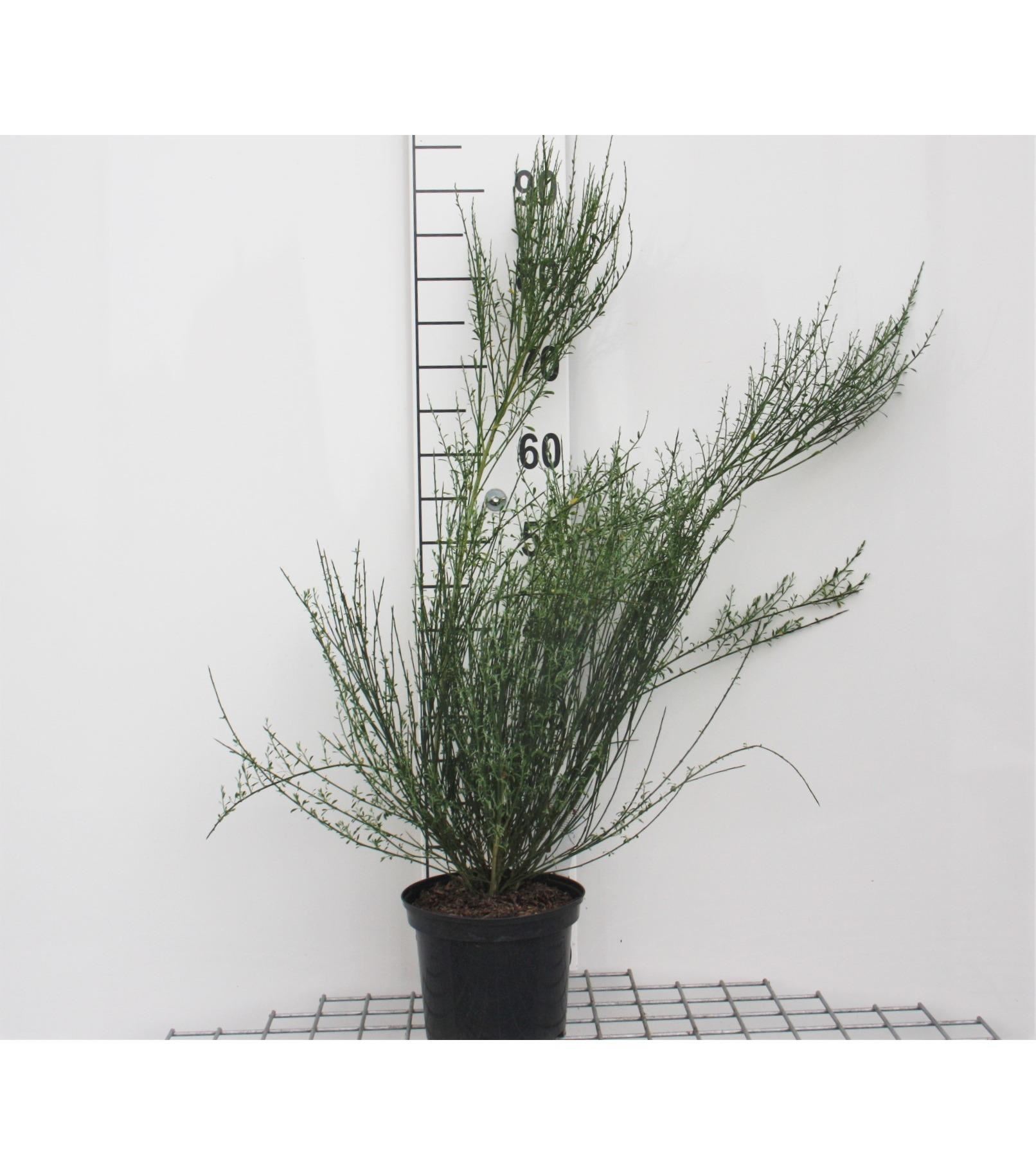 Cytisus'Zeelandia'- pot - 40-60 cm afbeelding