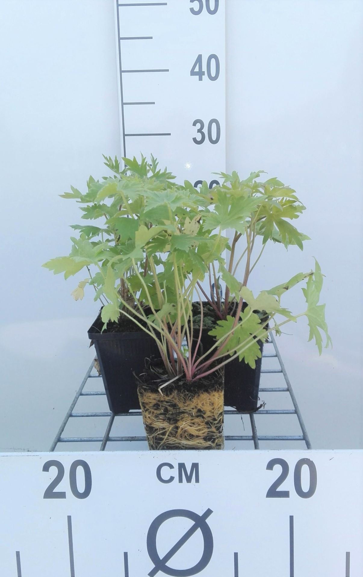 Delphinium'Astolat'- pot 9x9 cm - Ridderspoor afbeelding