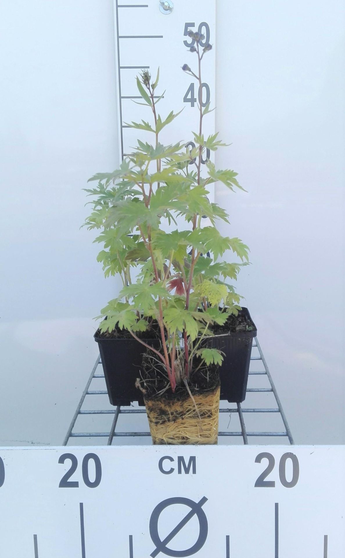 Delphinium'Black Knight'- pot 9x9 cm - Ridderspoor afbeelding