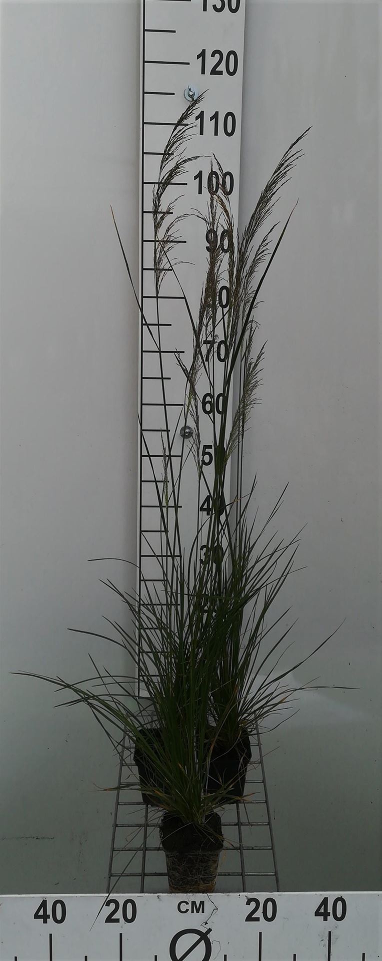 Deschampsia cespitosa'Bronzeschleier'- pot 9x9 cm afbeelding