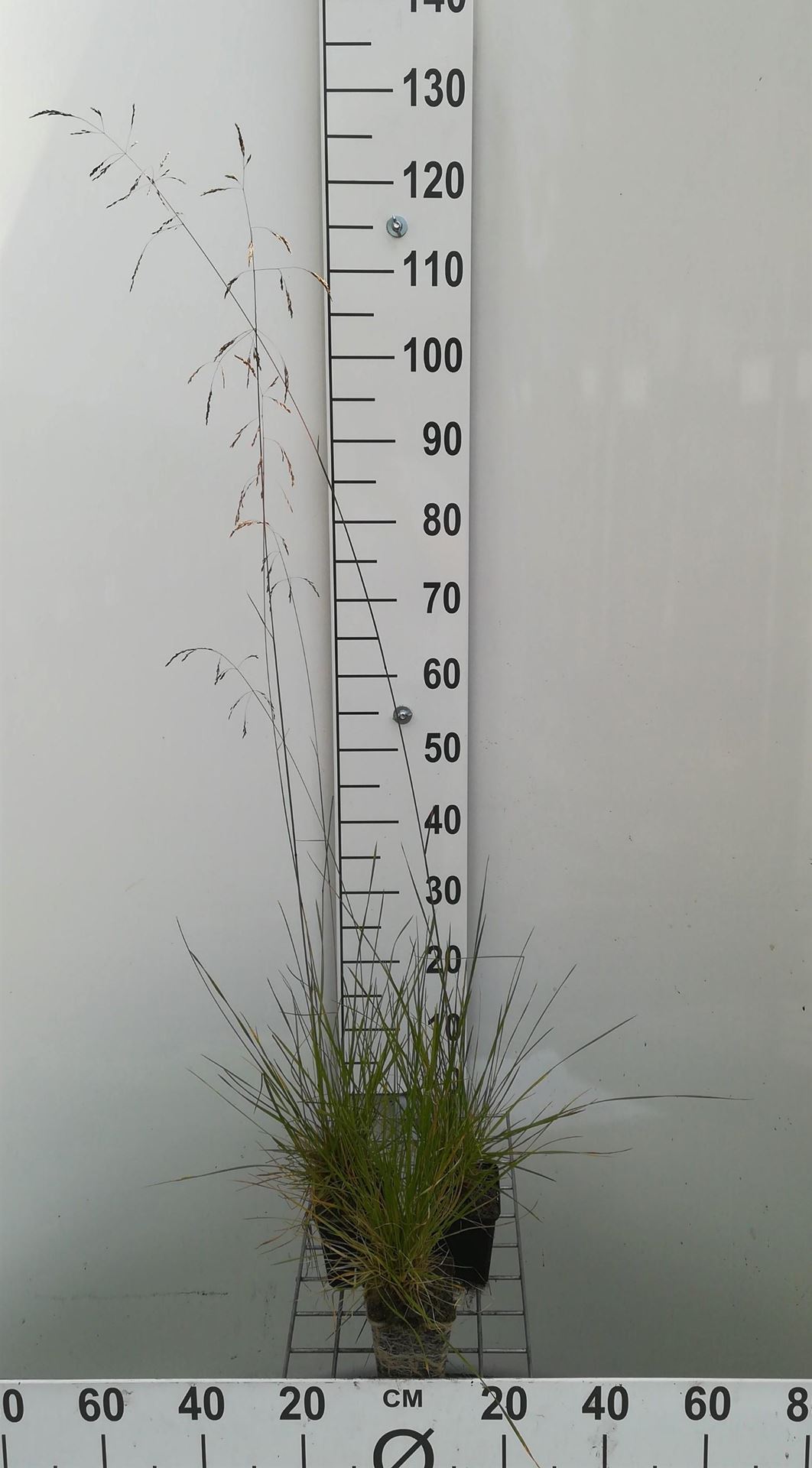 Deschampsia cespitosa - pot 9x9 cm - Ruwe smele afbeelding