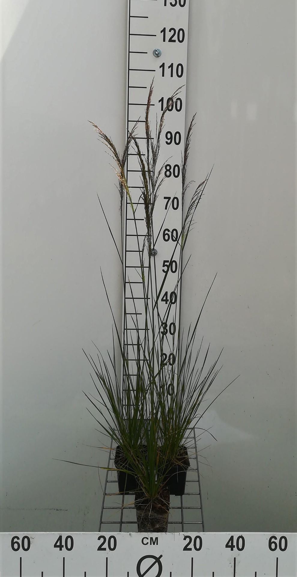 Deschampsia cespitosa'Goldschleier'- pot 9x9 cm - Gewone smele afbeelding
