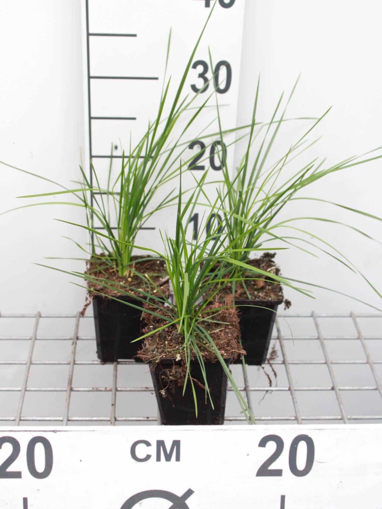 Deschampsia cespitosa'Goldtau'- pot 9x9 cm afbeelding