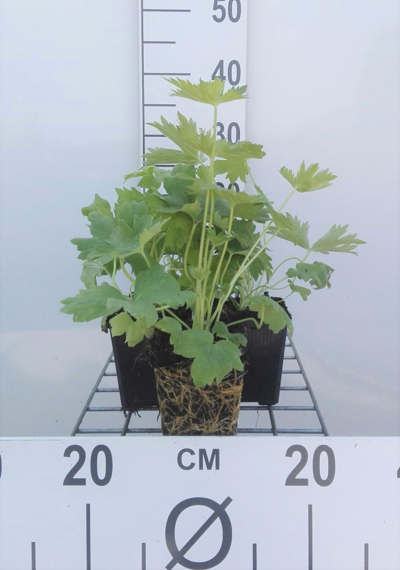 Delphinium'Galahad'- pot 9x9 cm - Ridderspoor afbeelding