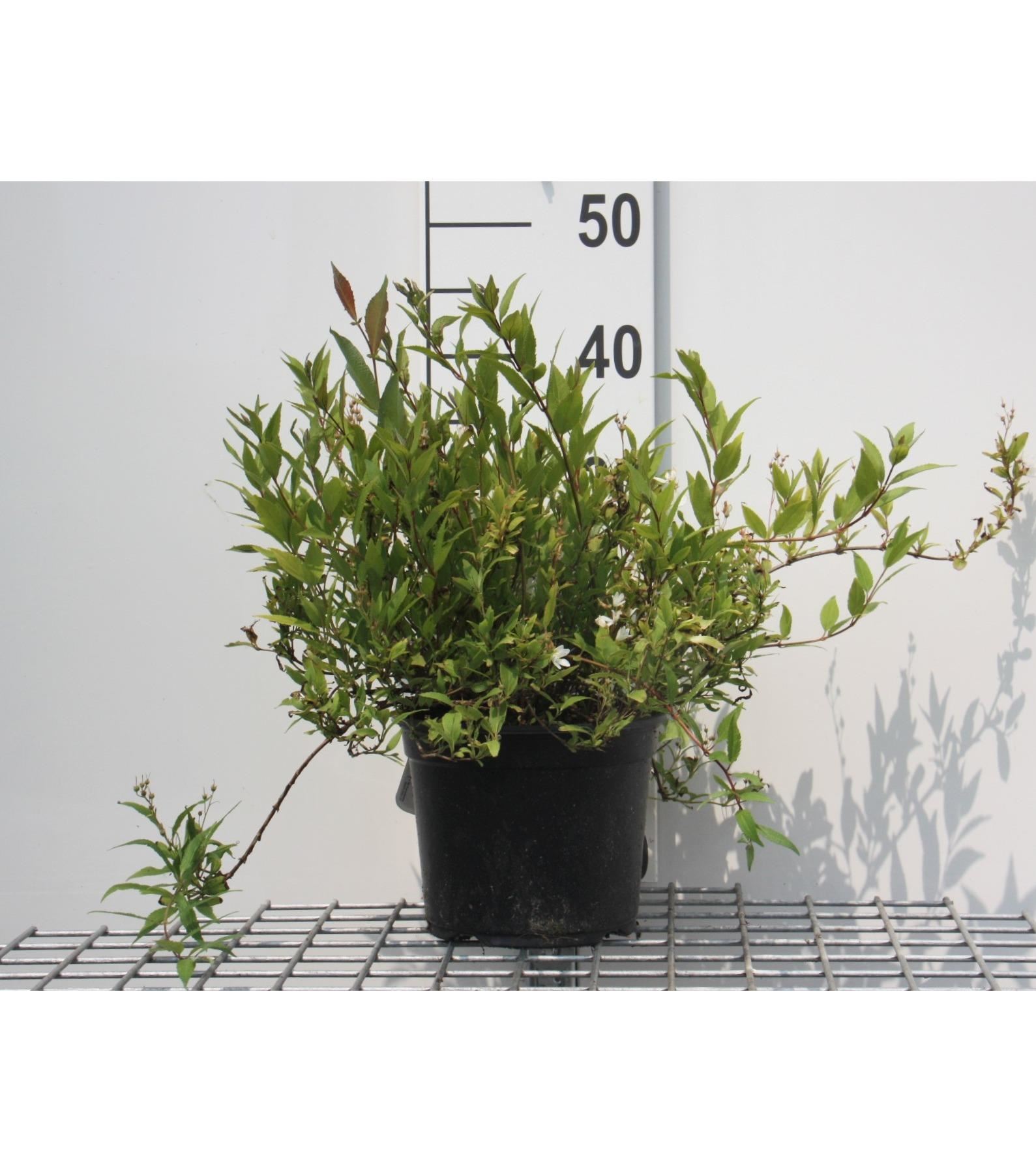 Deutzia gracilis'Nikko'- pot - 25-30 cm afbeelding