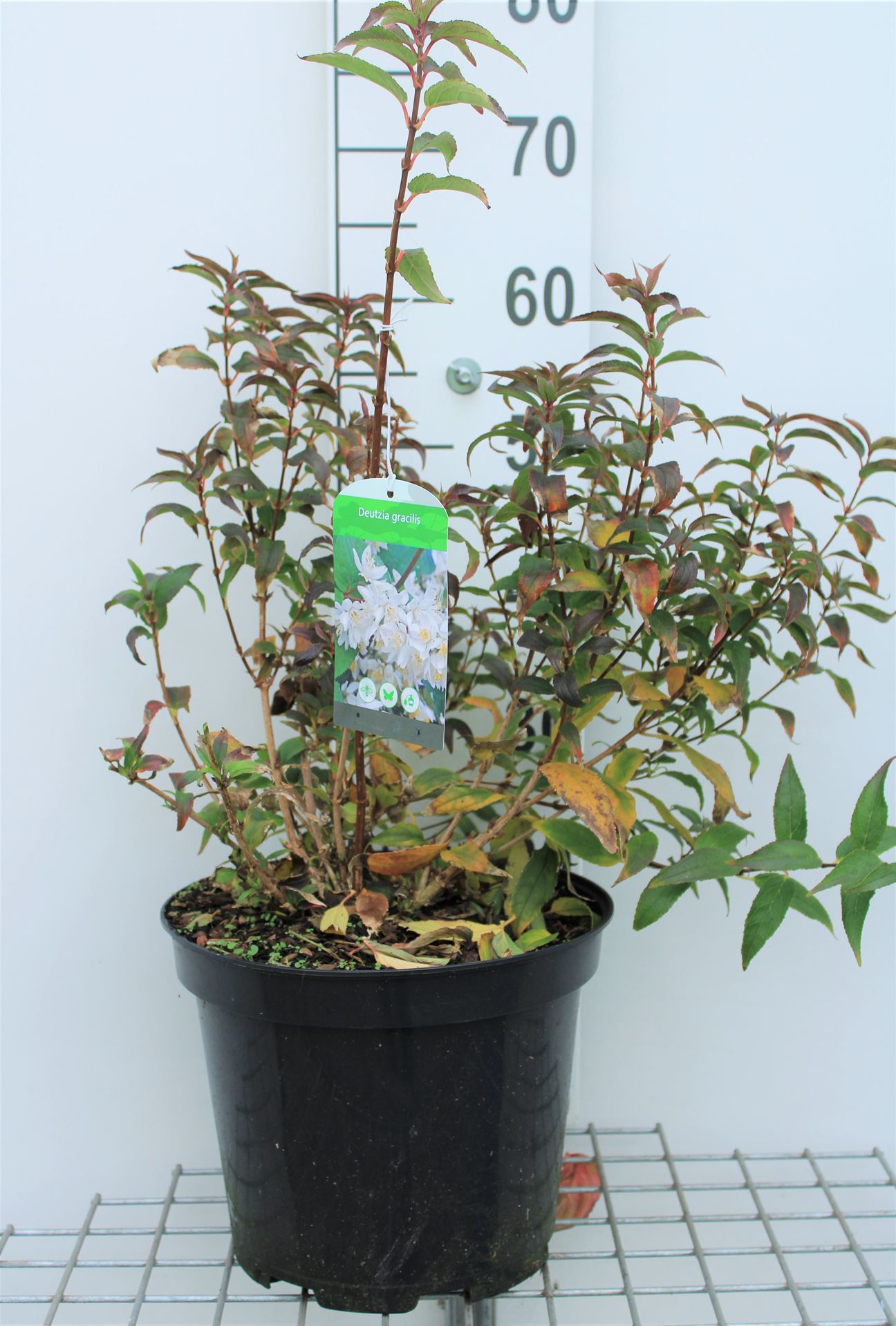 Deutzia gracilis - pot 10L - 50-60 cm afbeelding