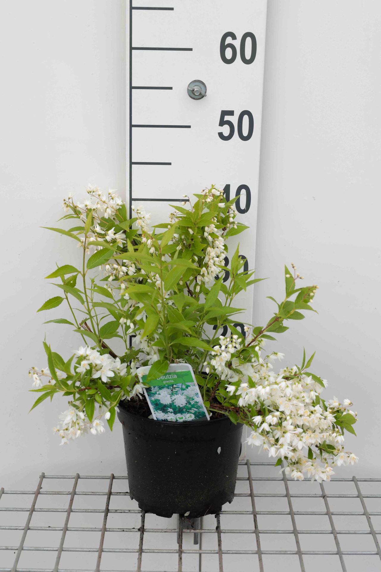 Deutzia gracilis - pot - 30-40 cm afbeelding