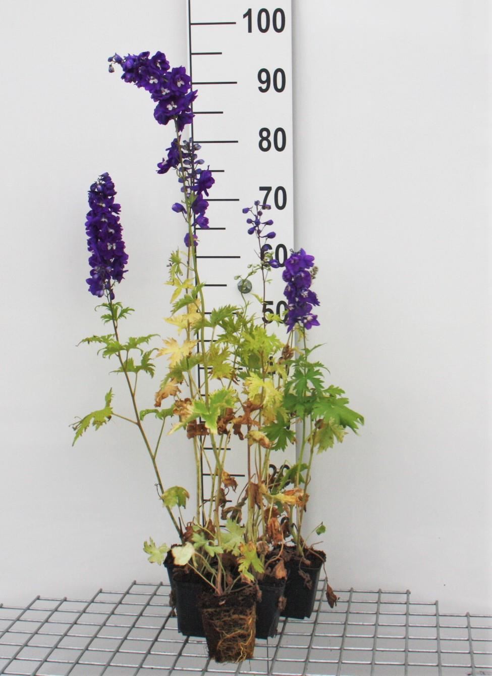 Delphinium'King Arthur'- pot 9x9 cm afbeelding