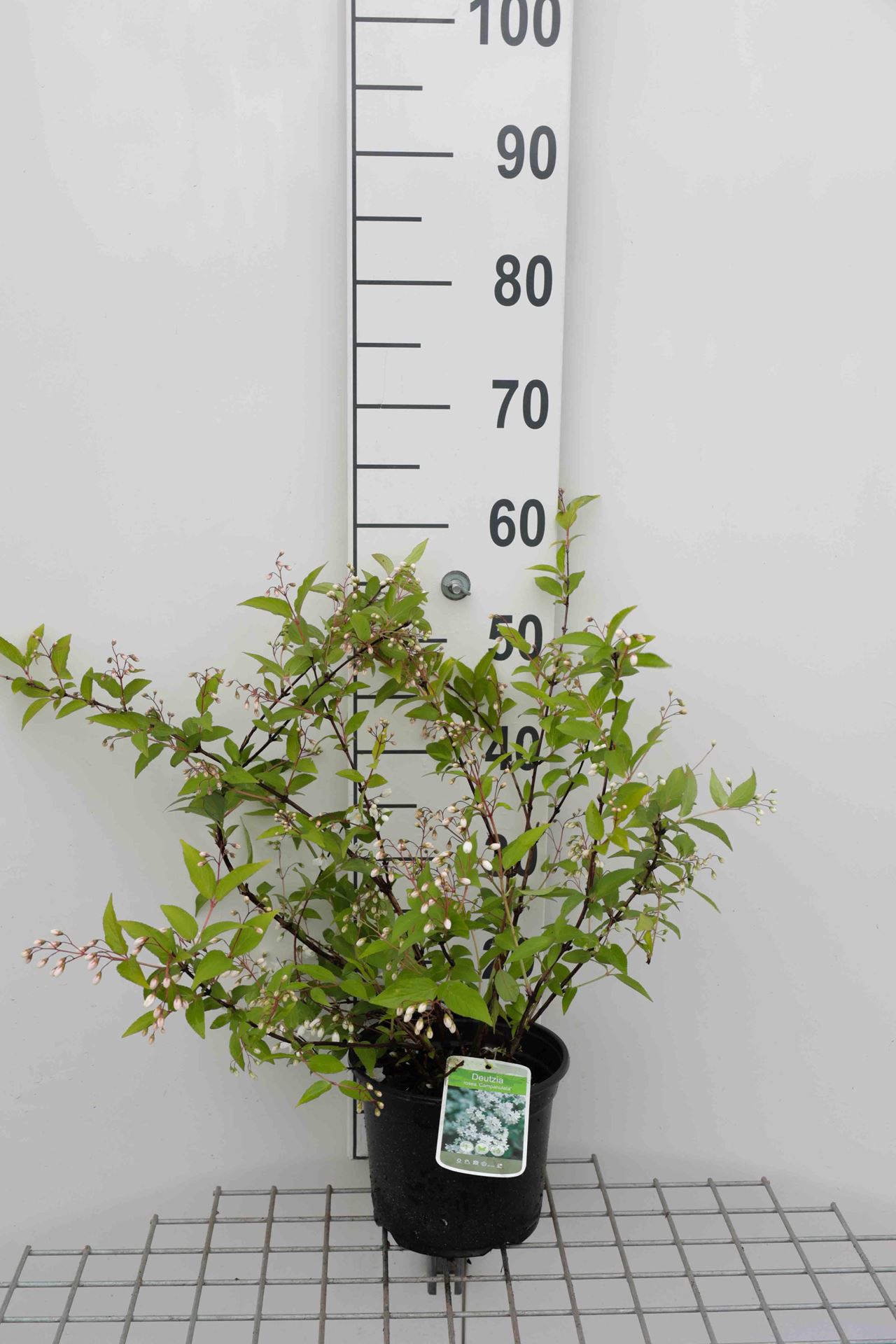 Deutzia x rosea'Campanulata'- pot - 40-60 cm afbeelding