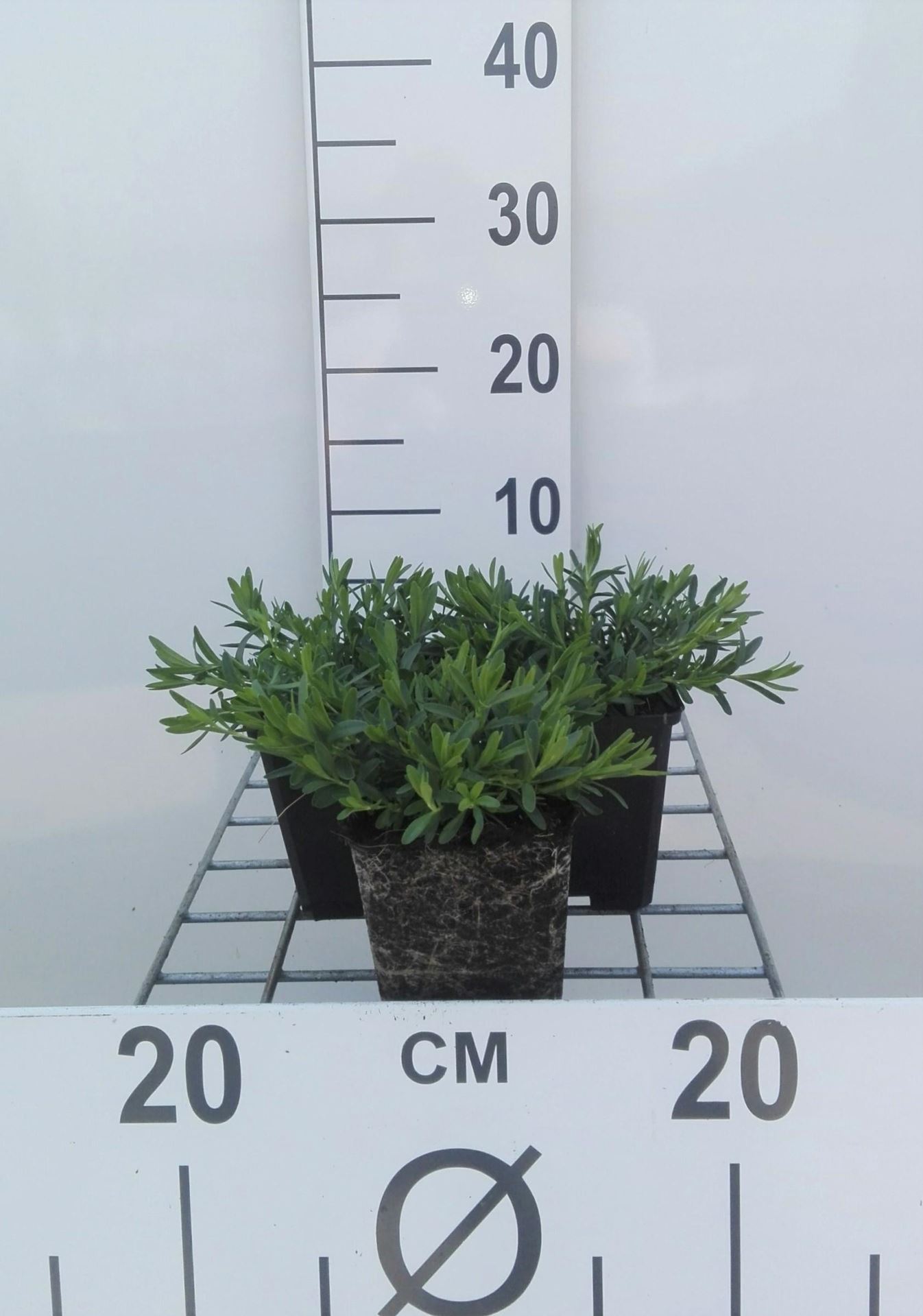 Dianthus deltoides'Albiflorus'- pot 9x9 cm afbeelding