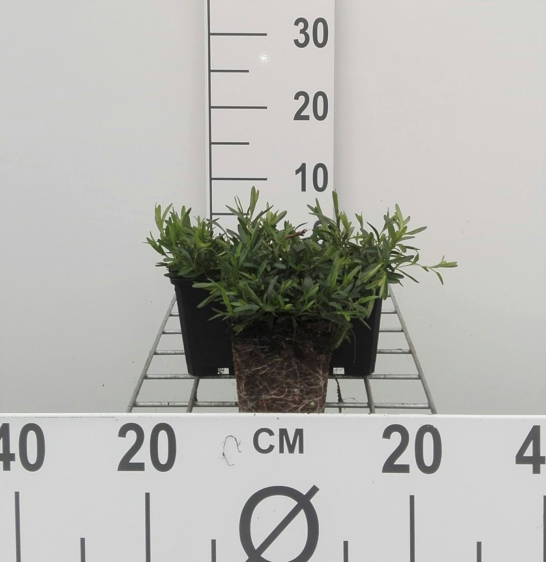 Dianthus deltoides'Brilliant'- pot 9x9 cm afbeelding