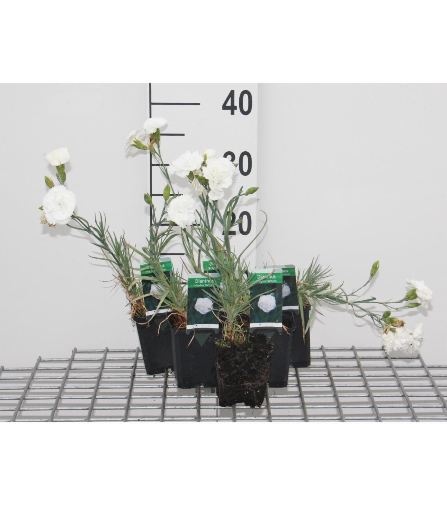 Dianthus'Haytor White'- pot 9x9 cm afbeelding