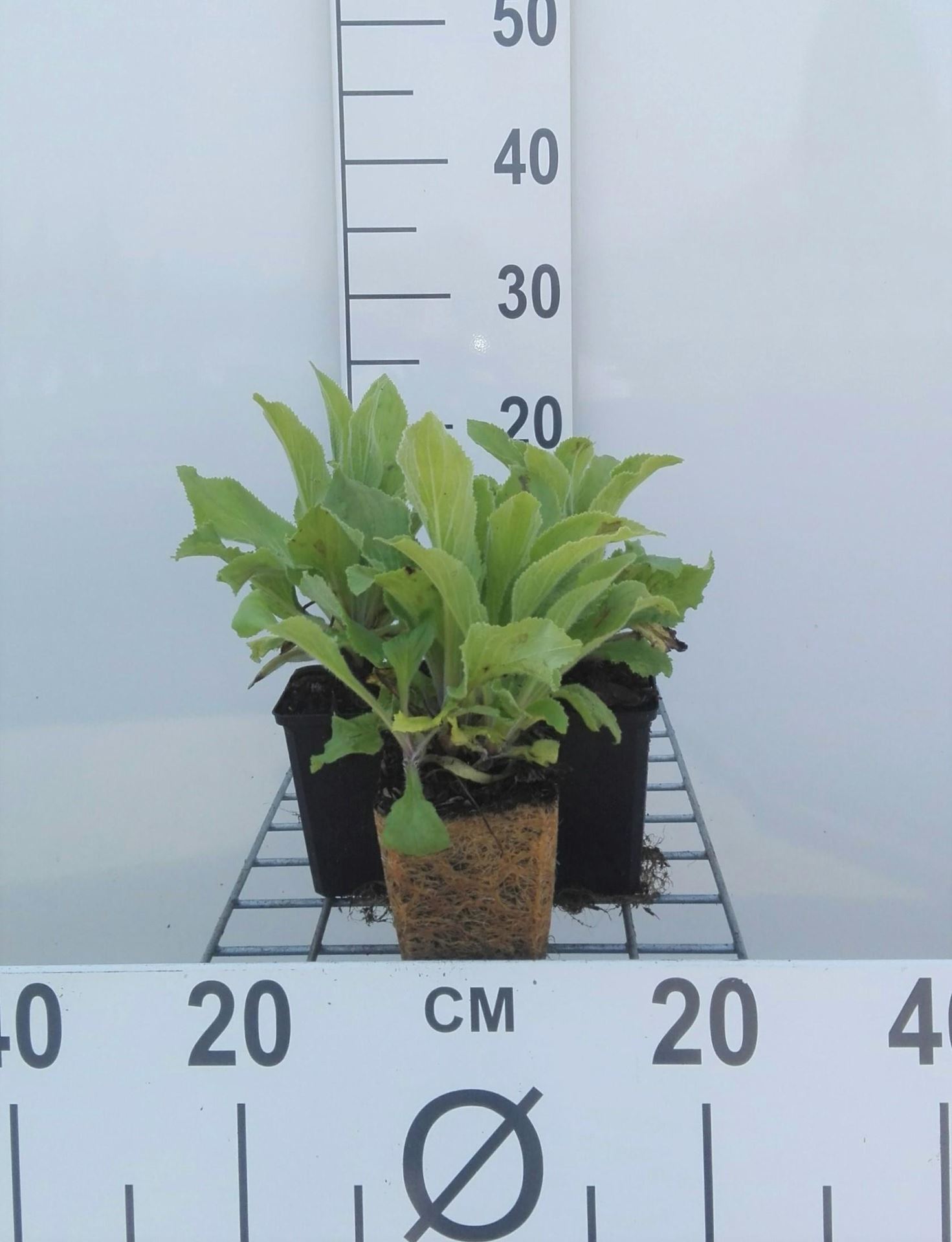 Digitalis'Mertonensis'- pot 9x9 cm - Vingerhoedskruid afbeelding