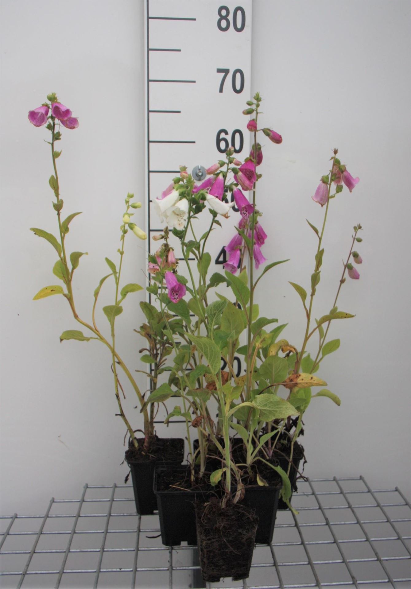Digitalis purpurea'Gloxiniiflora'- pot 9x9 cm afbeelding