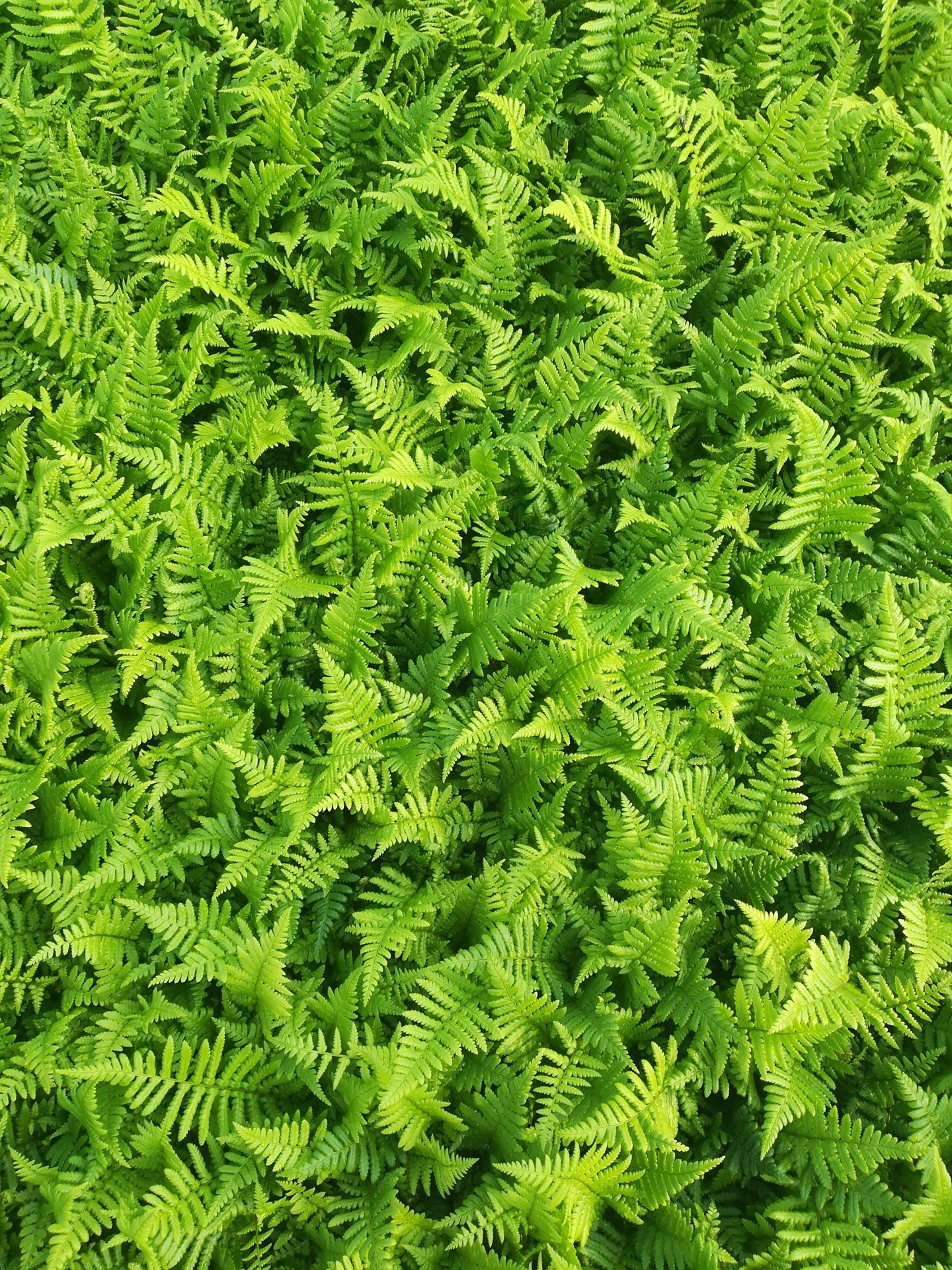 Dryopteris affinis - pot 9x9 cm - Geschubde mannetjesvaren afbeelding