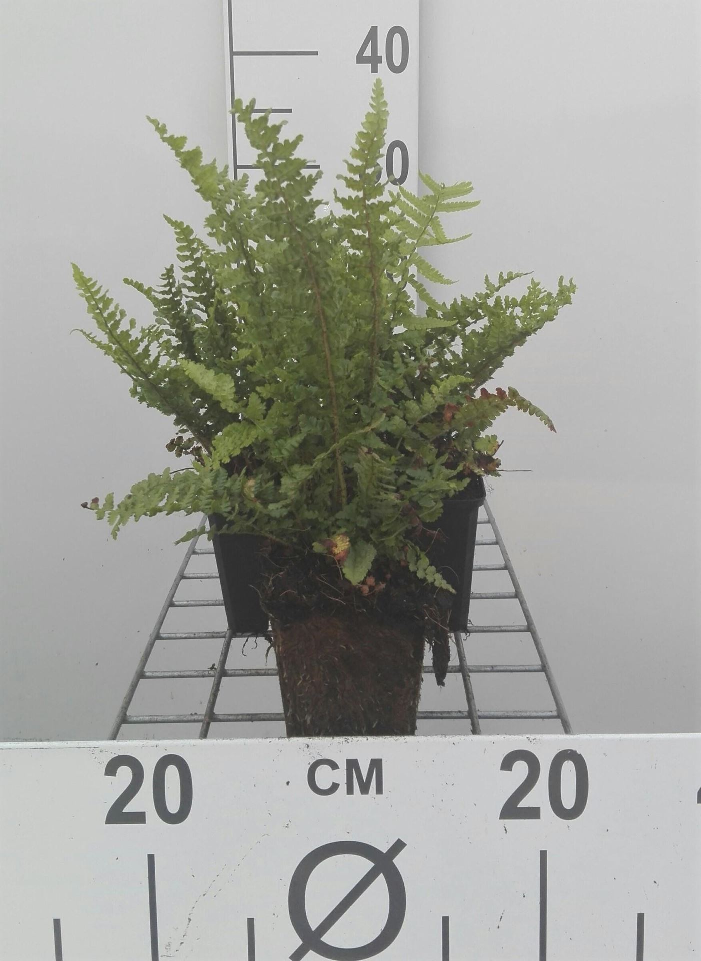 Dryopteris affinis'Pinderi'- pot 9x9 cm afbeelding