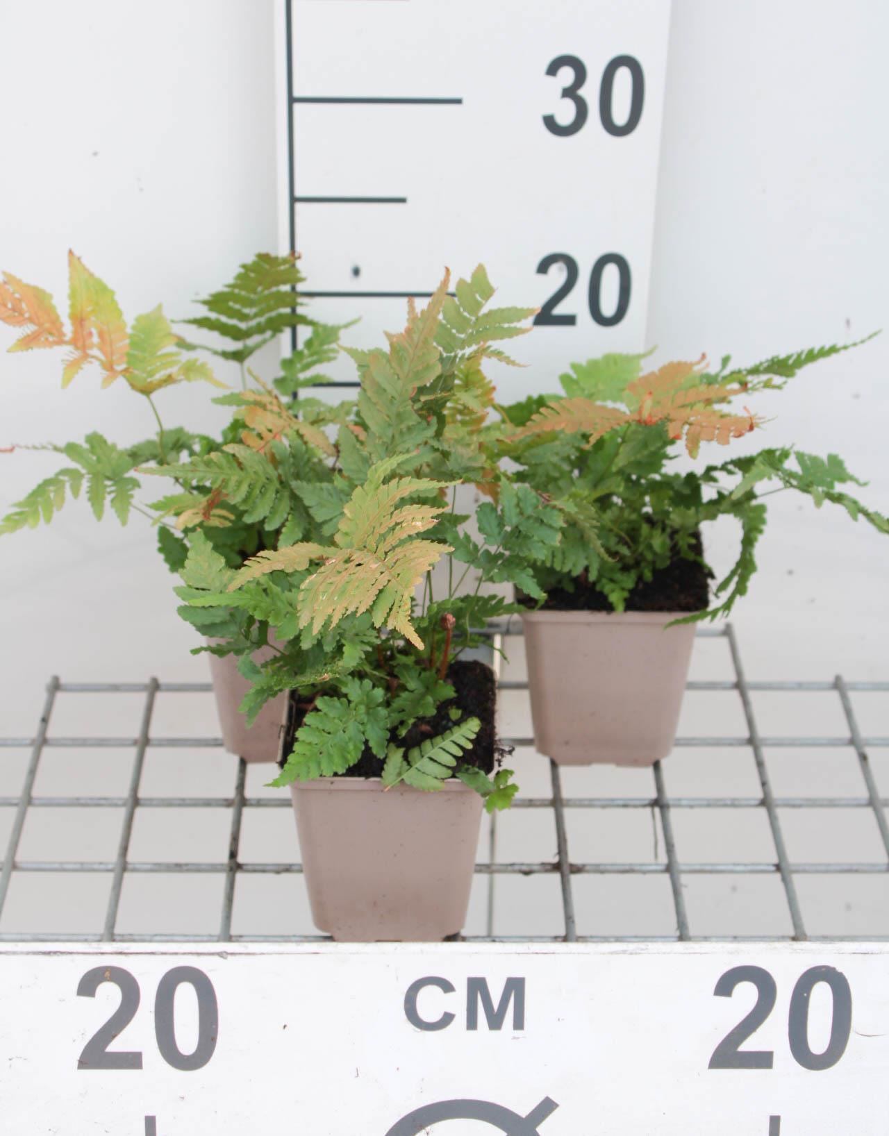 Dryopteris erythrosora - pot 9x9 cm - Roze stekelvaren / Herfstvaren afbeelding