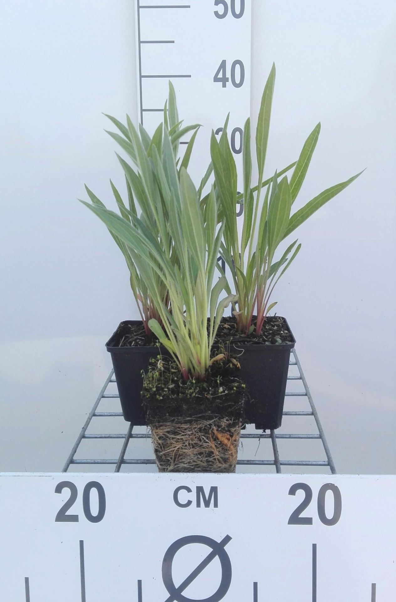 Echinacea pallida - Zonnehoed - pot 9x9 cm - Bleke zonnehoed afbeelding