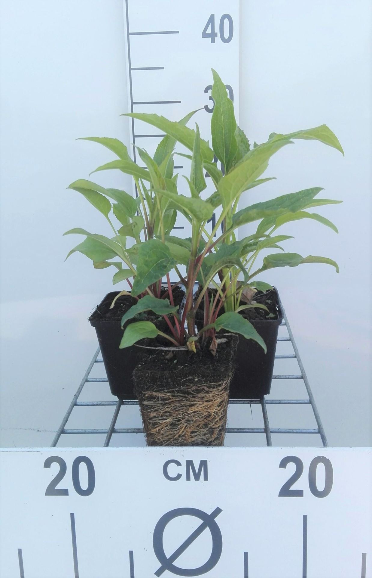 Echinacea purpurea'Double-Decker'- pot 9x9 cm afbeelding