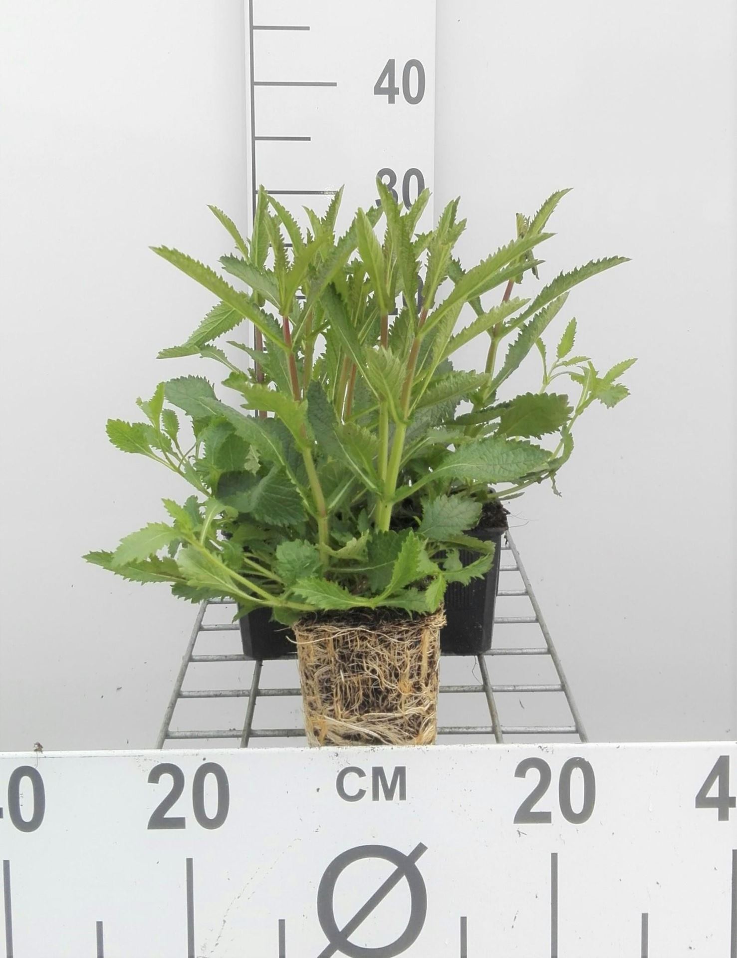 Verbena bonariensis - Stijf ijzerhard - pot 9x9 cm - Stijf ijzerhard afbeelding