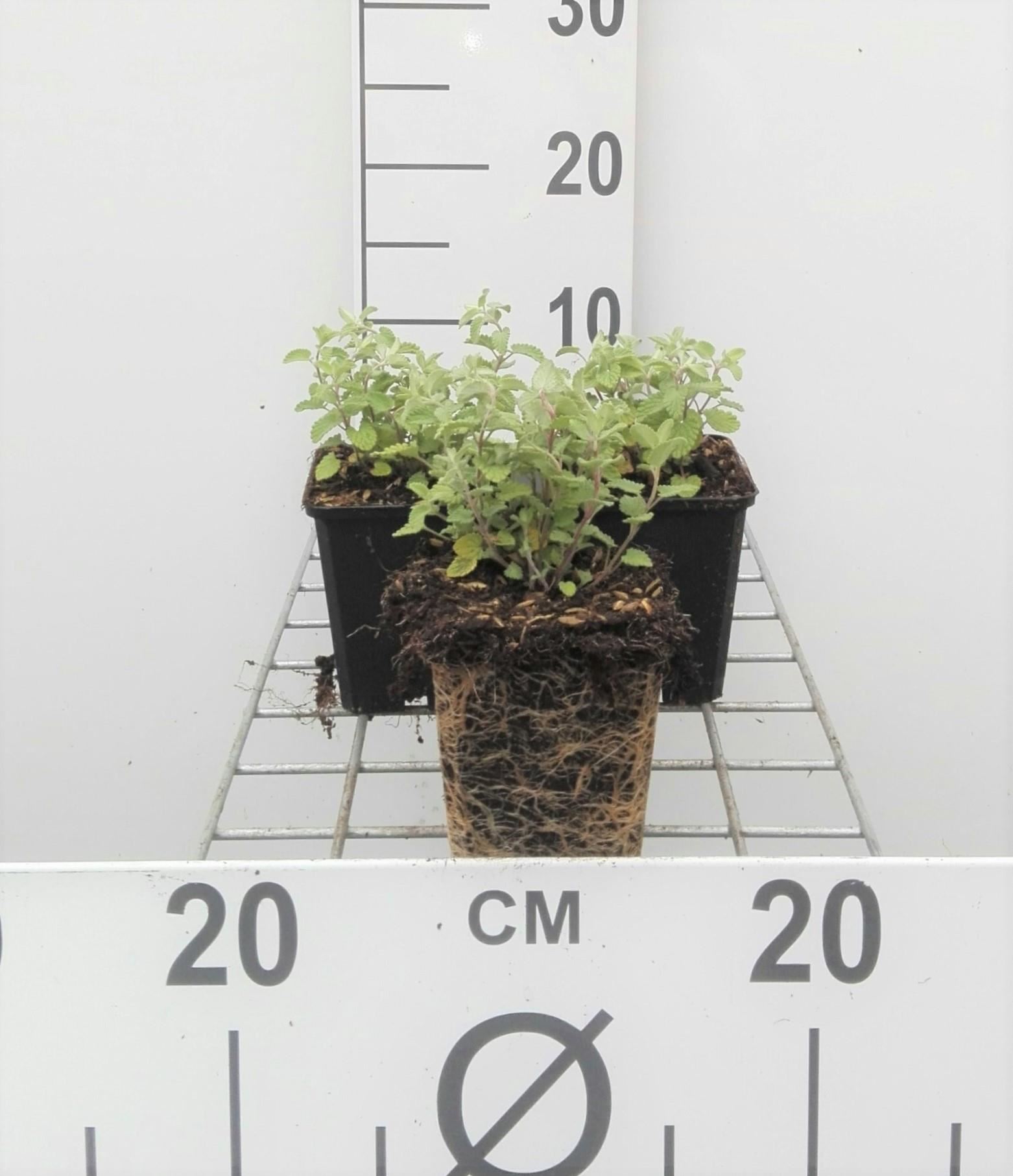Nepeta x faassenii - pot 9x9 cm - Grijs kattenkruid afbeelding