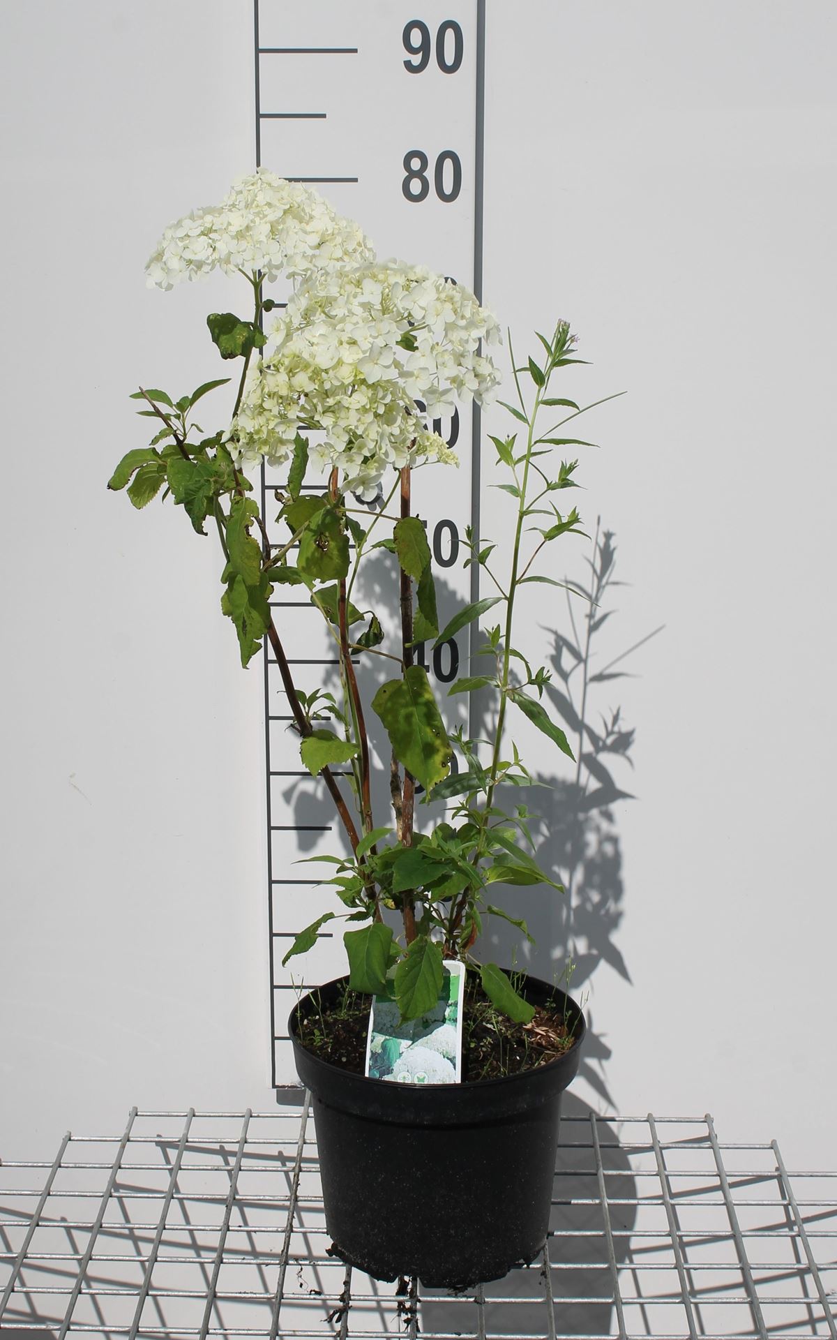 Hydrangea arborescens'Annabelle'- sneeuwbal hortensia - pot 5L - 50-60 cm afbeelding