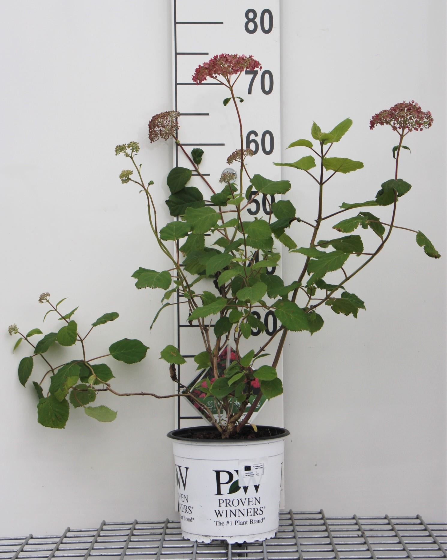 Hydrangea arborescens 'NCHA1' (Invincibelle, Pink Annnabelle) - pot 3L