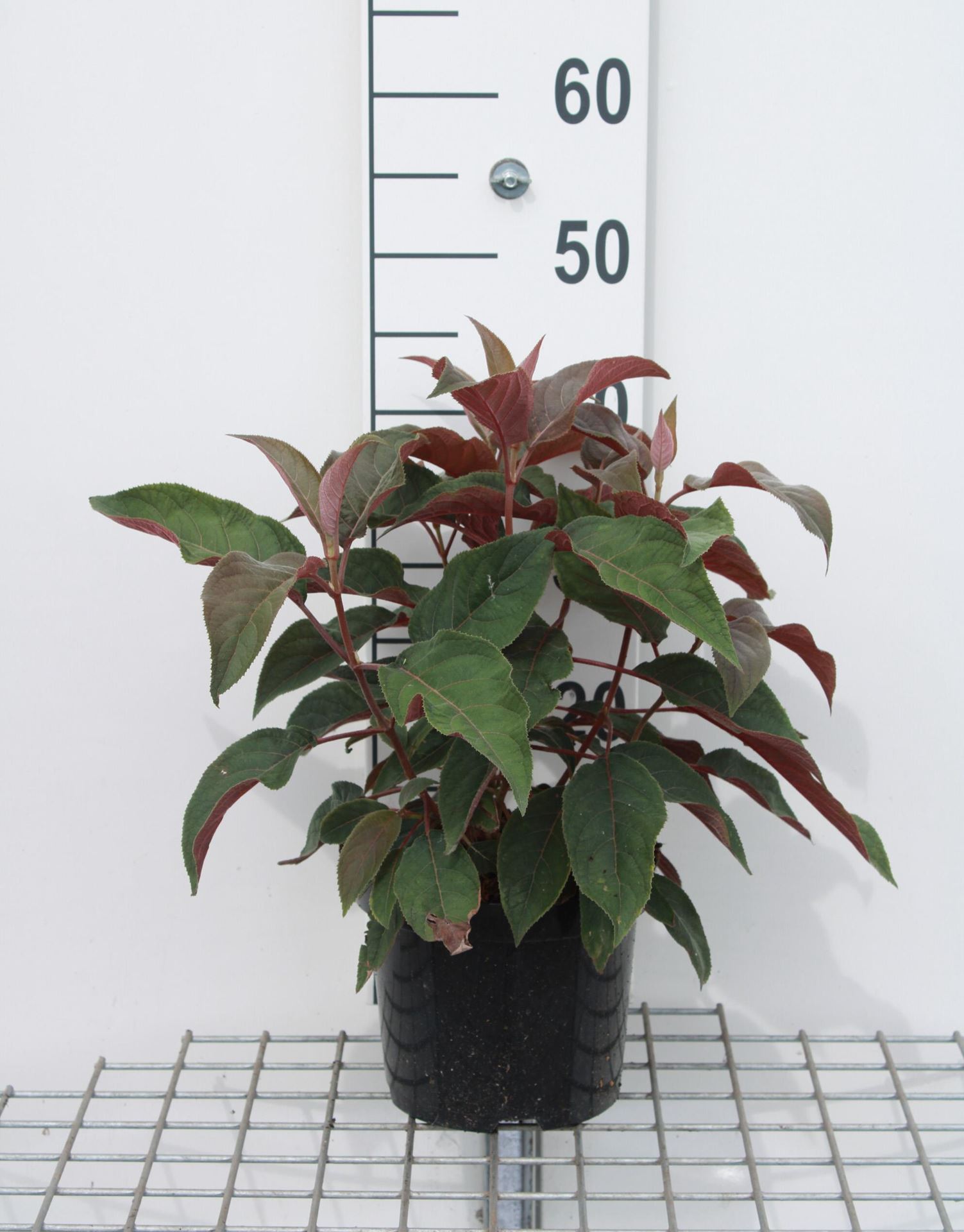 Hydrangea aspera'Haopr012'(Hot Chocolate) - pot - 25-30 cm afbeelding